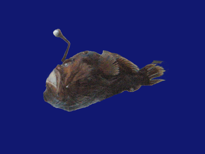 melanocetus_murrayi1md