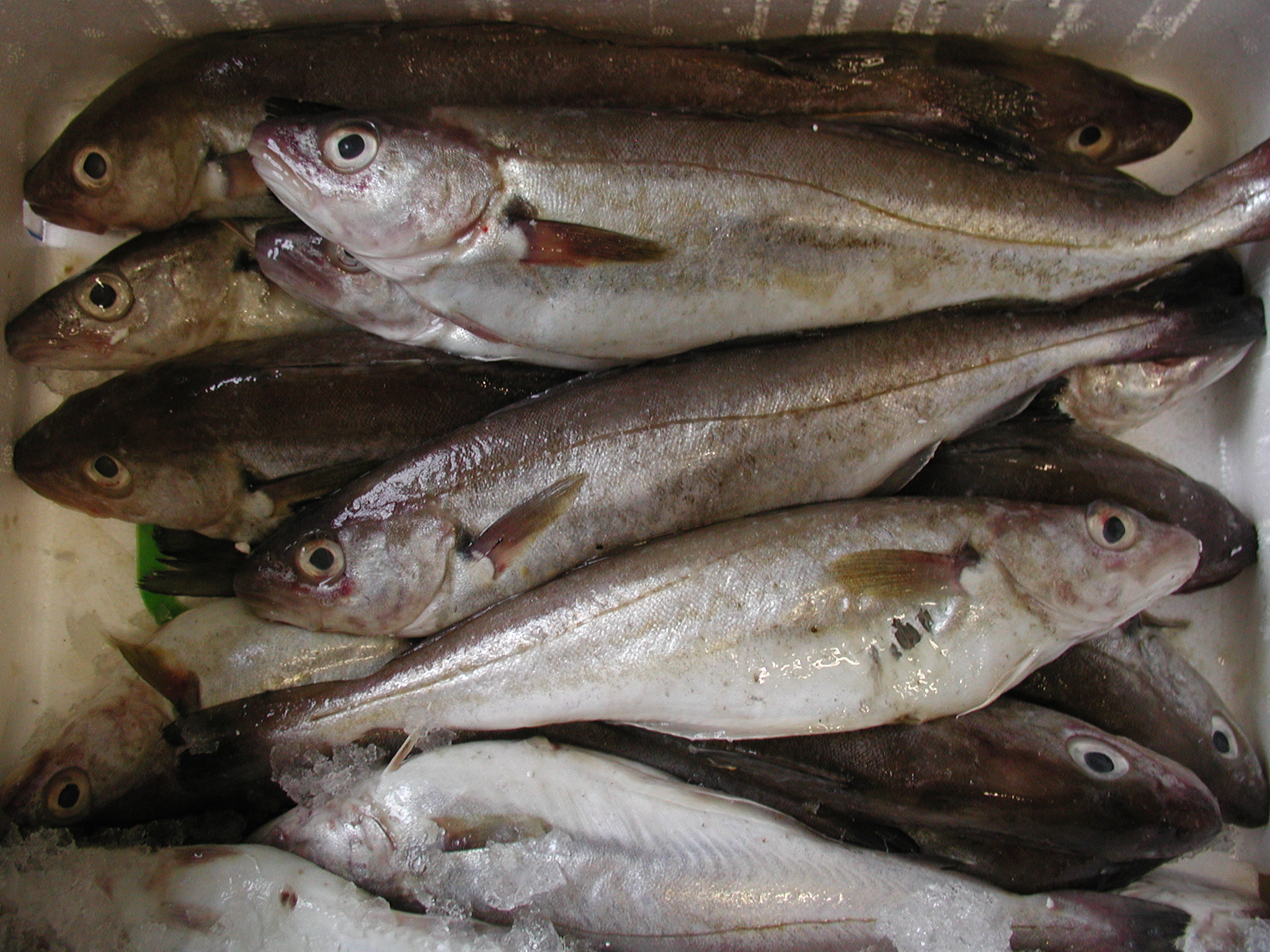 Merlangius_merlangus