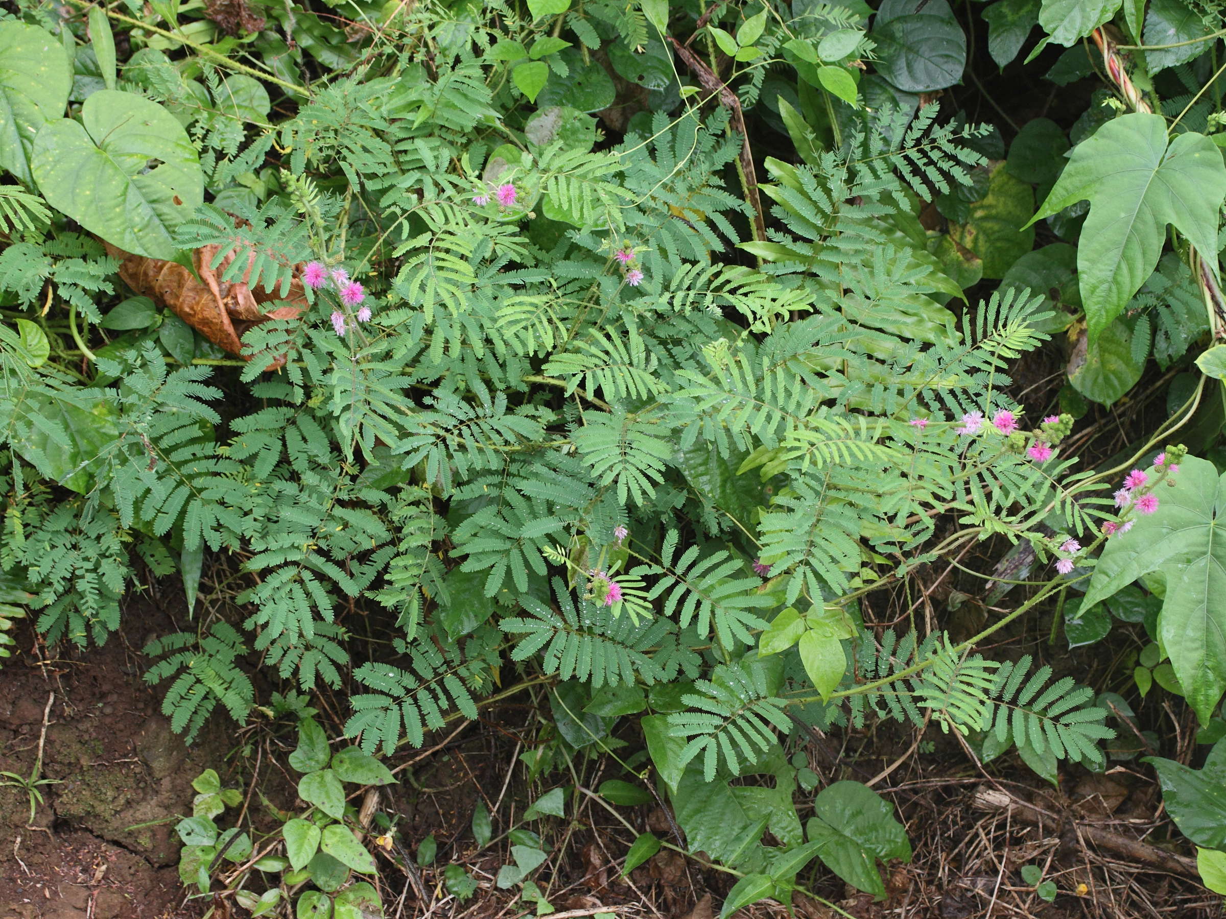 mimosa_diplotricha5md