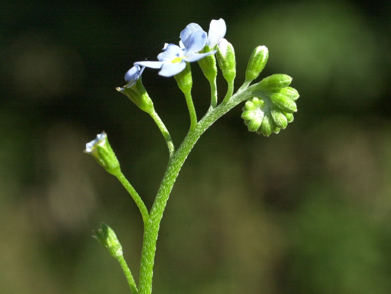 myosotis_scorpioides4md