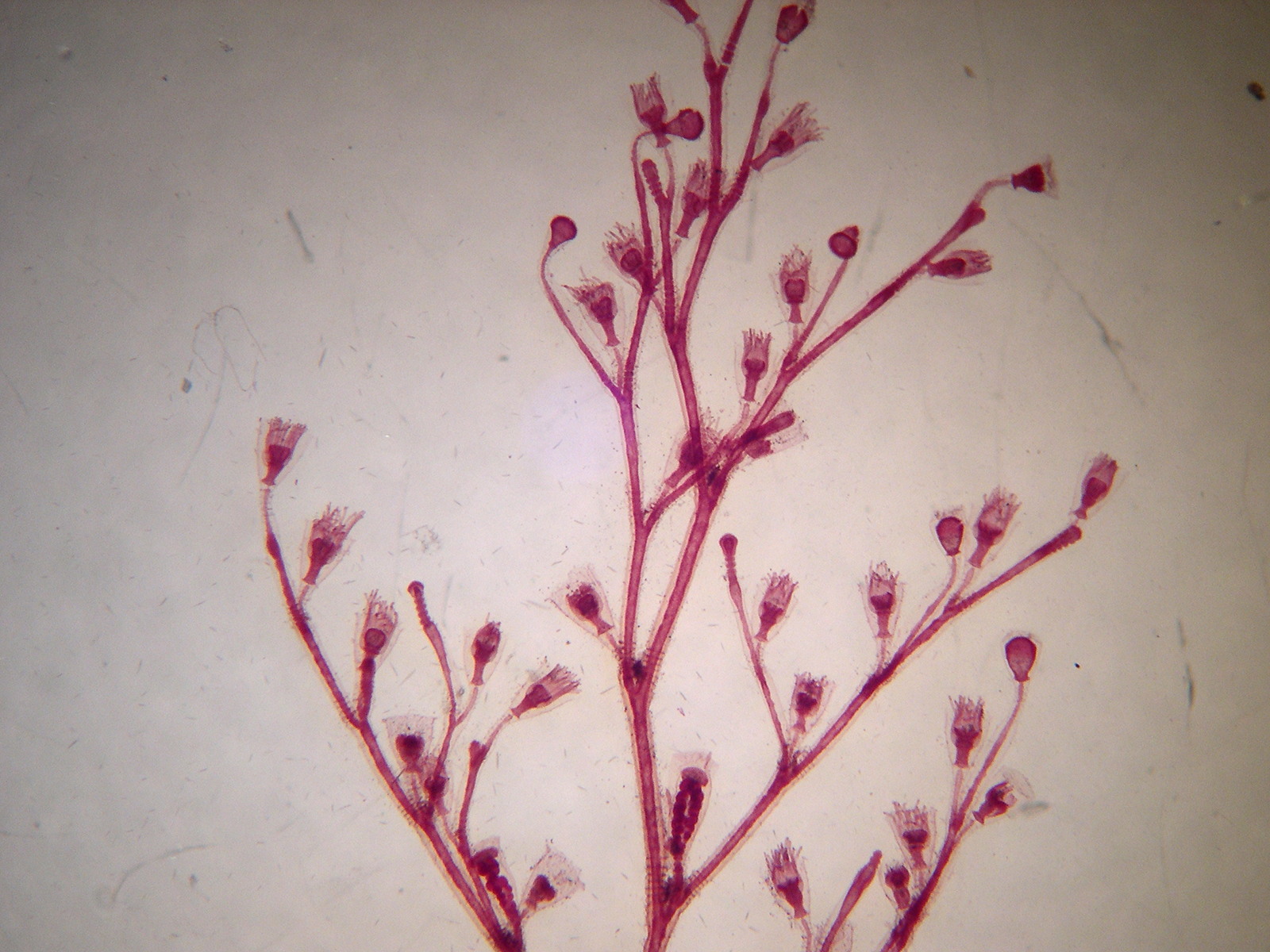 obelia_geniculata1md