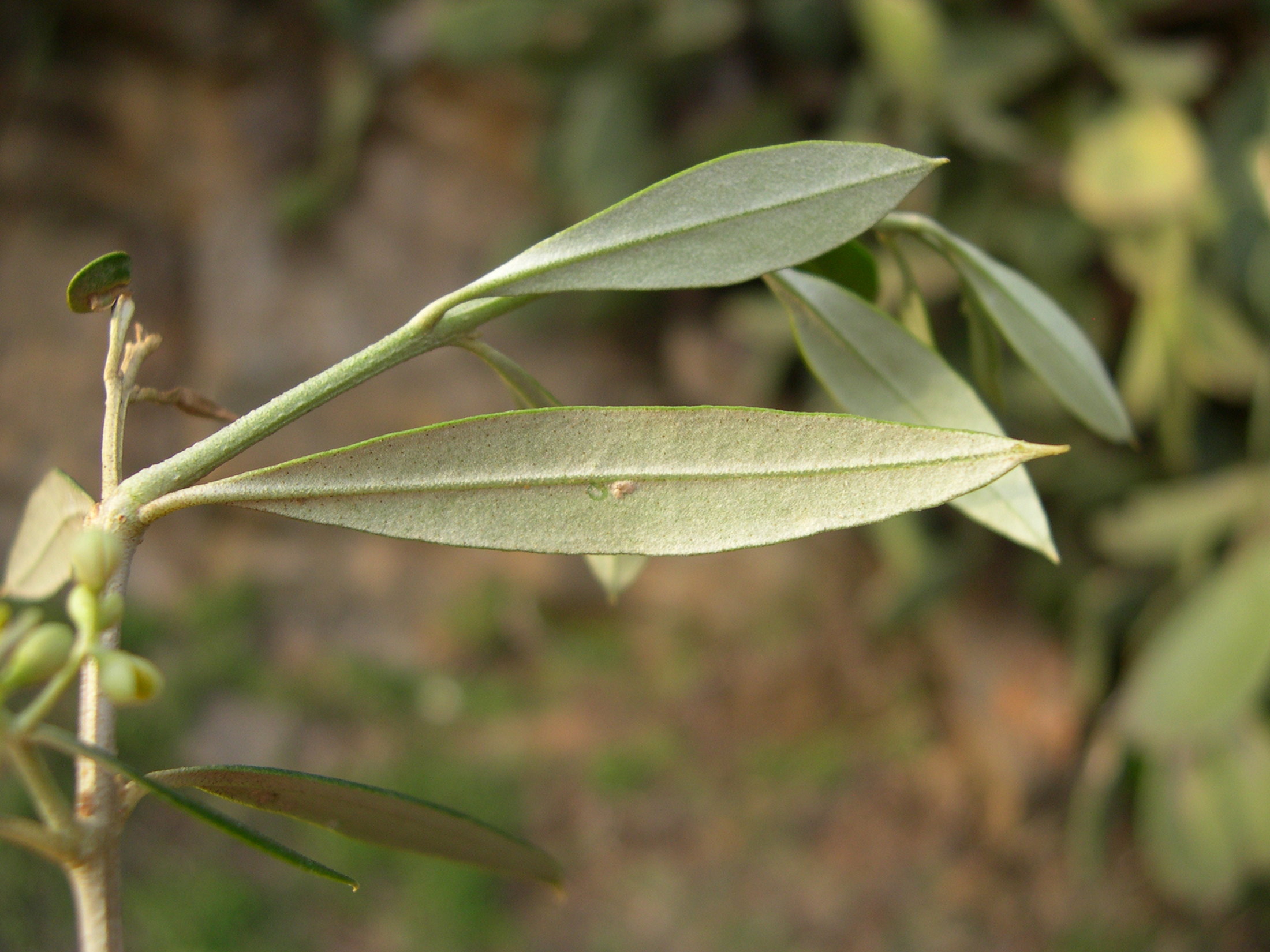 Afficher le média olea_europaea_sylvestris2md olea_europaea_sylvestris2md