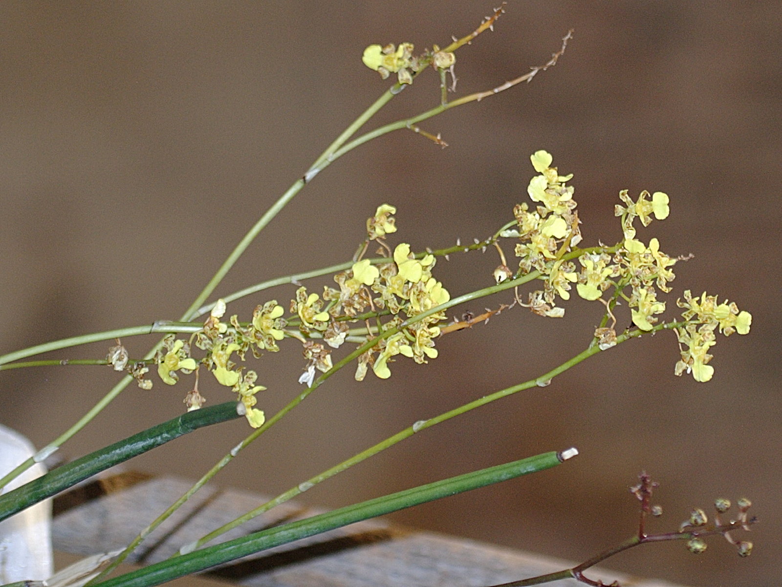 Afficher le média oncidium_cebolleta2bd oncidium_cebolleta2bd