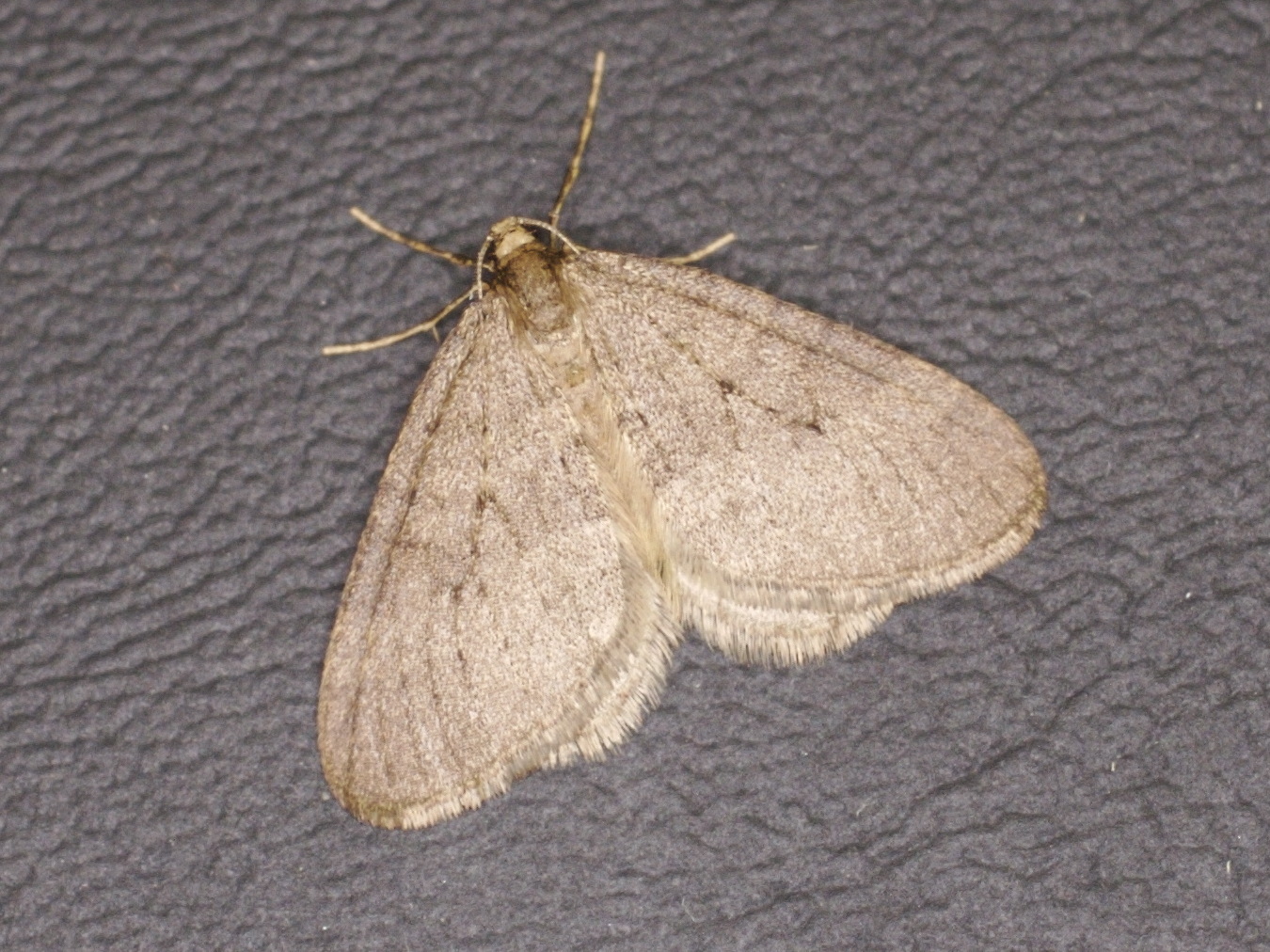 operophtera_brumata6md