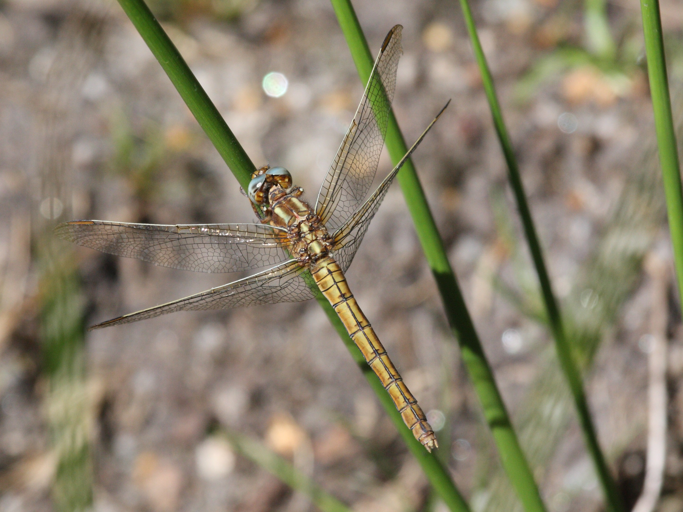orthetrum_coerulescens4bd