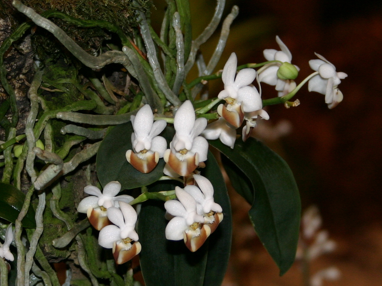 Afficher le média phalaenopsis_lobbii2sd phalaenopsis_lobbii2sd