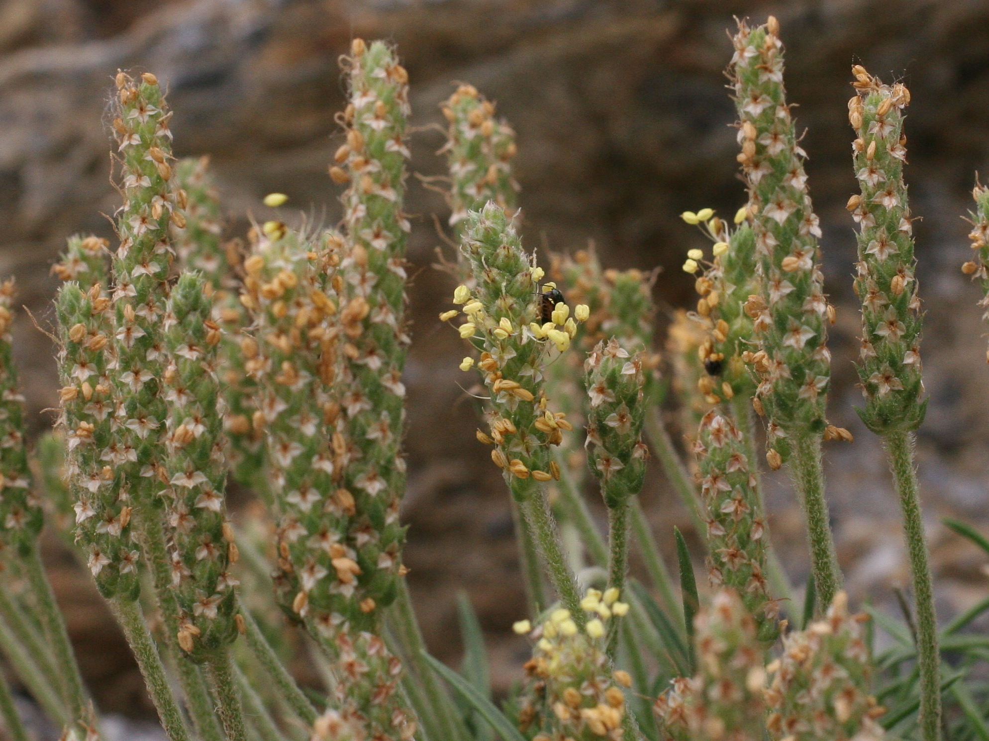 plantago_subulata3md