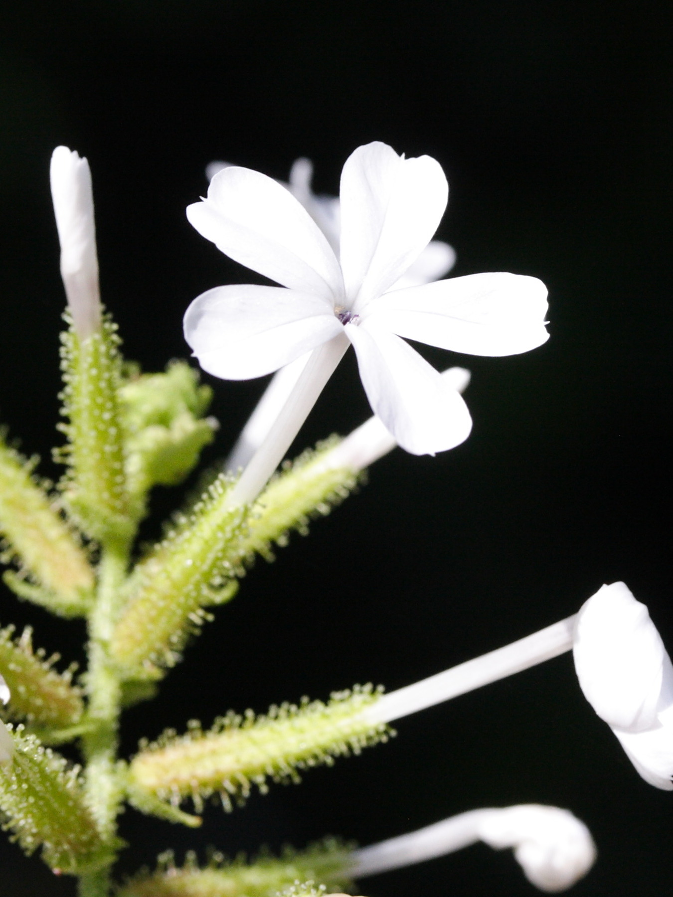 Afficher le média plumbago_zeylanica2md plumbago_zeylanica2md