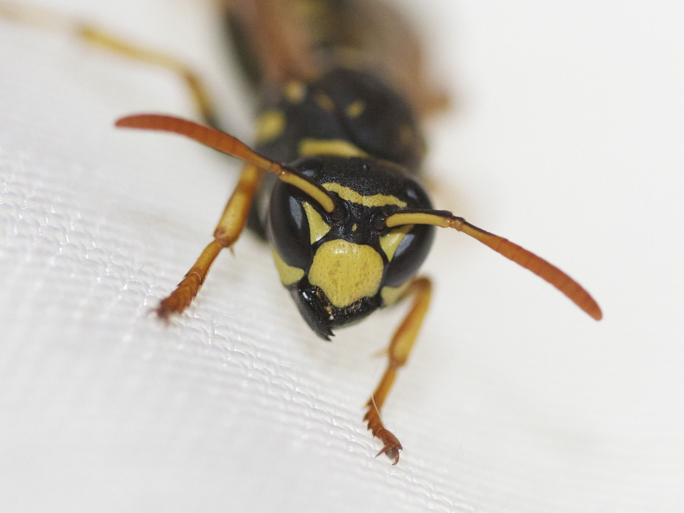 polistes_dominulus4md