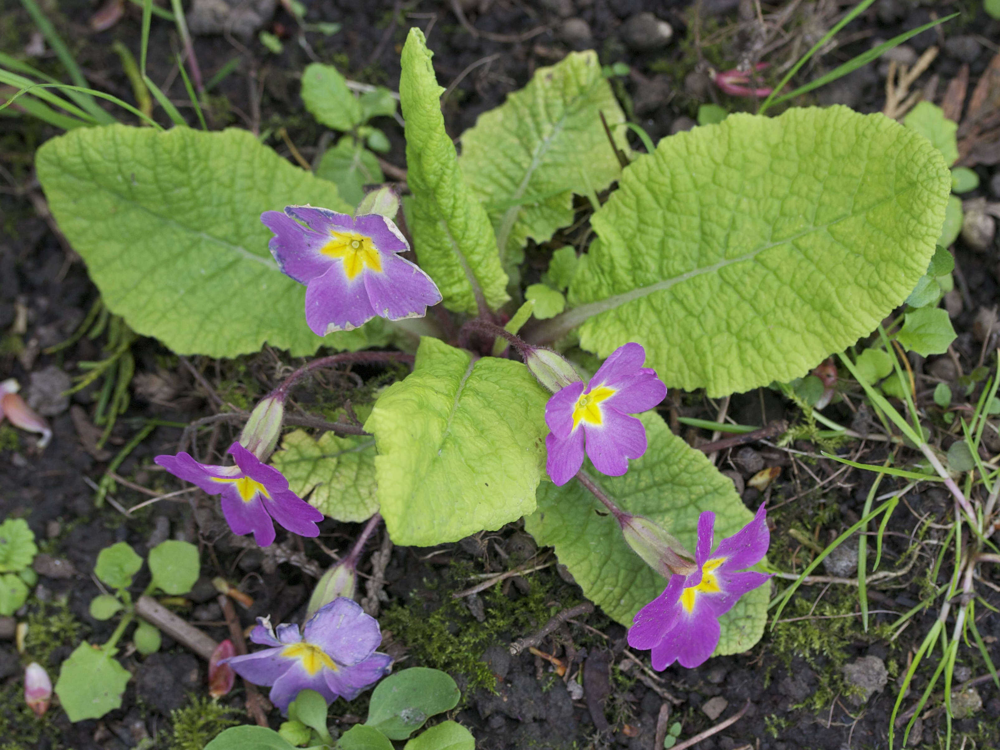 primula_vulgaris_rubra2md