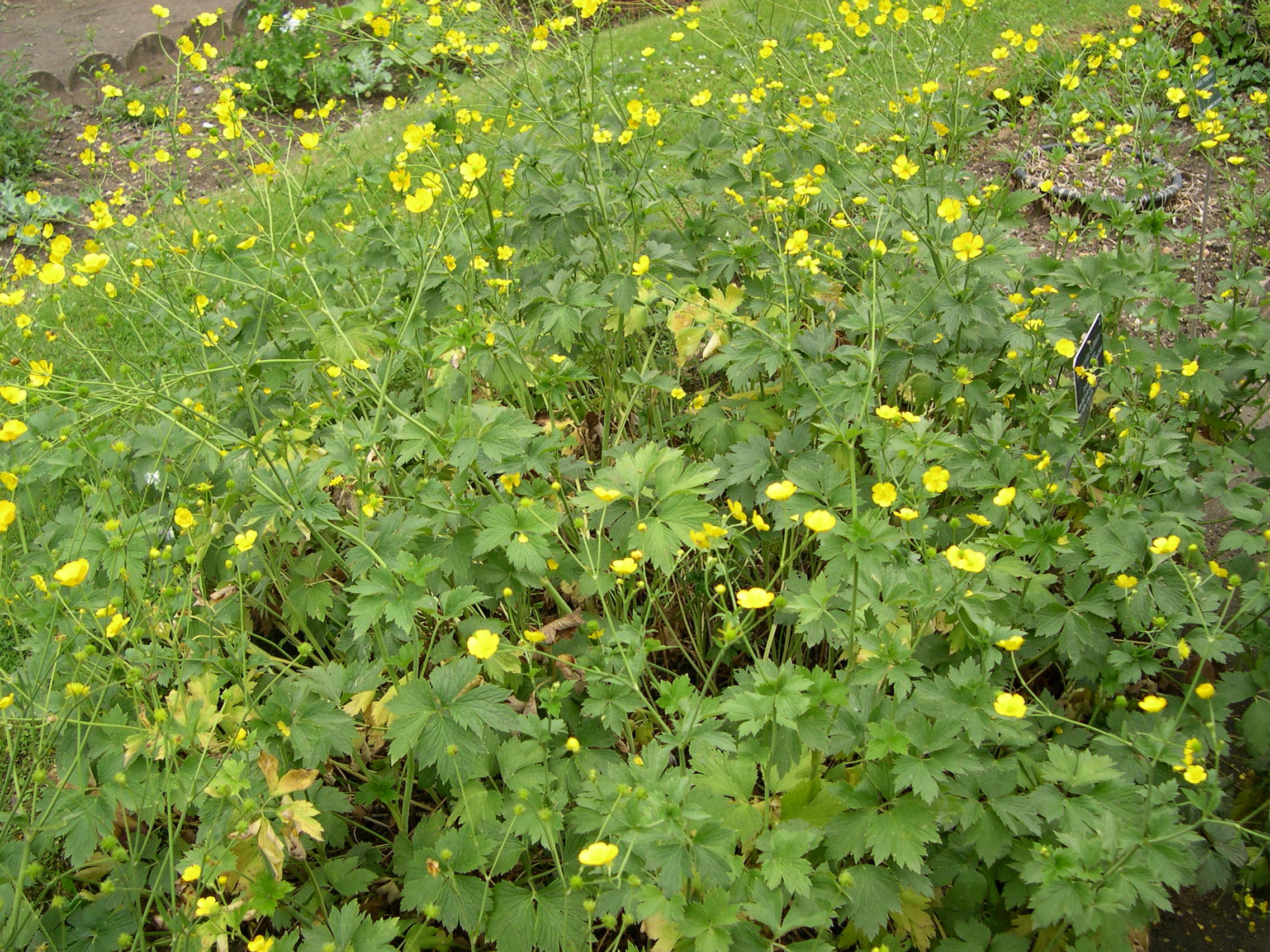 ranunculus_bulbosus1md