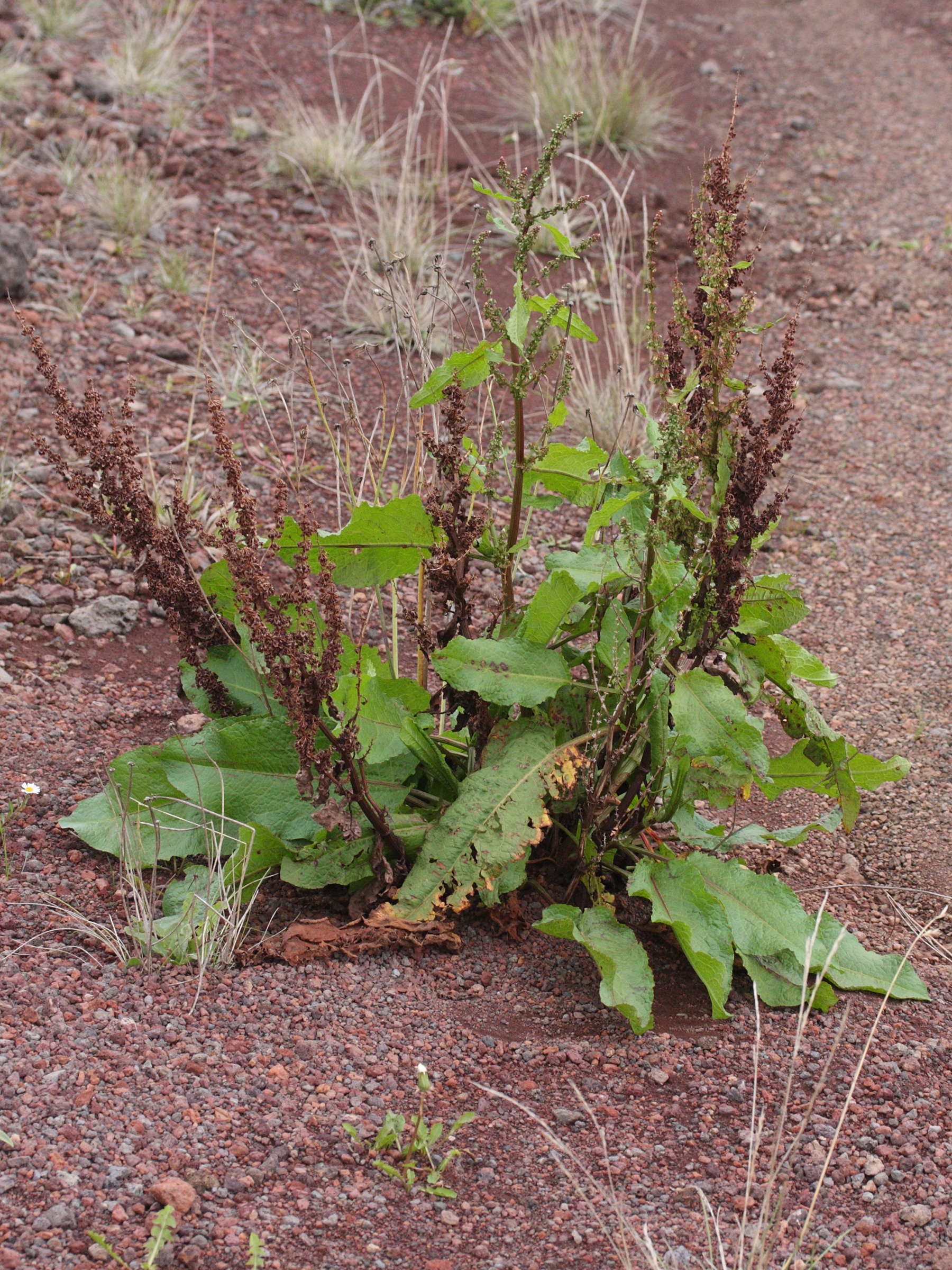 Afficher le média rumex_obtusifolius3md rumex_obtusifolius3md
