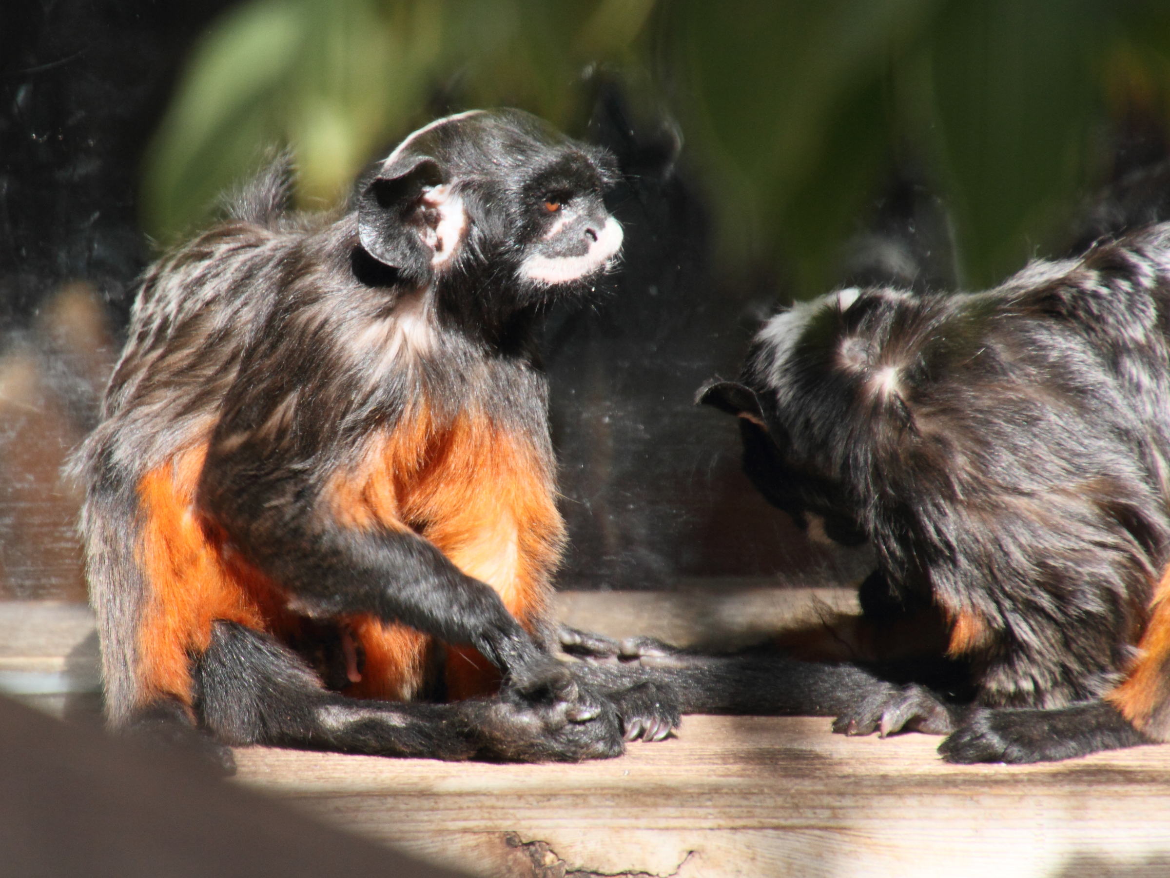 saguinus_labiatus1md