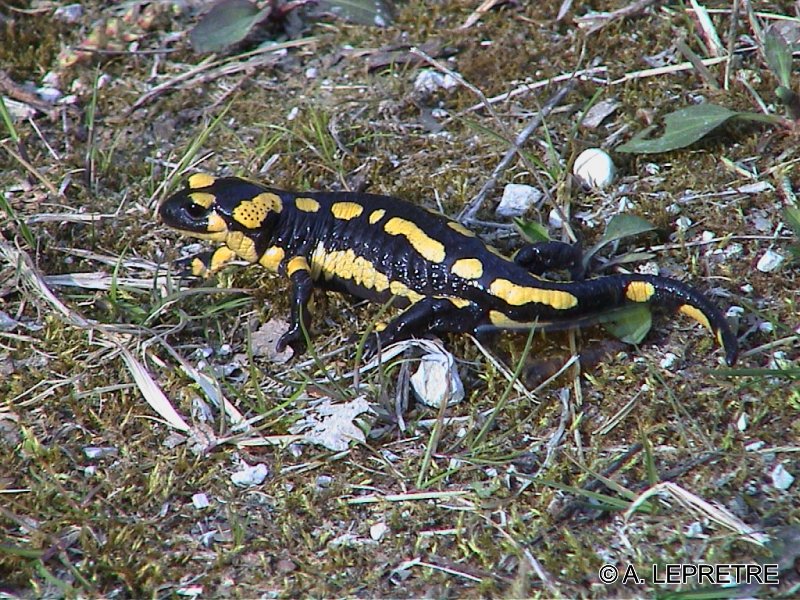 Salamandra_maculata