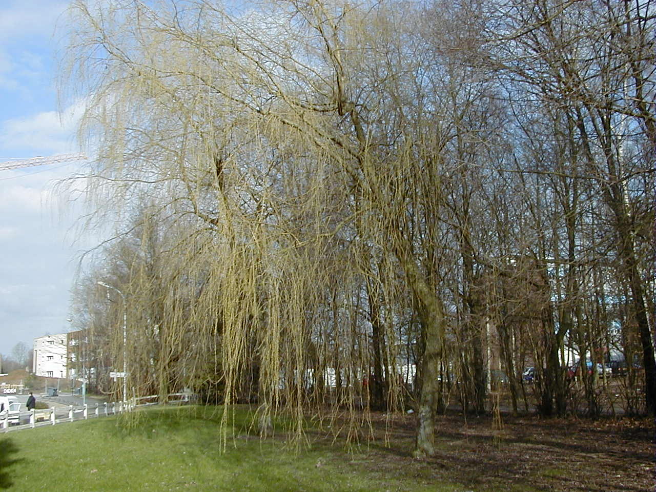 Afficher le média salix_babylonica1md salix_babylonica1md