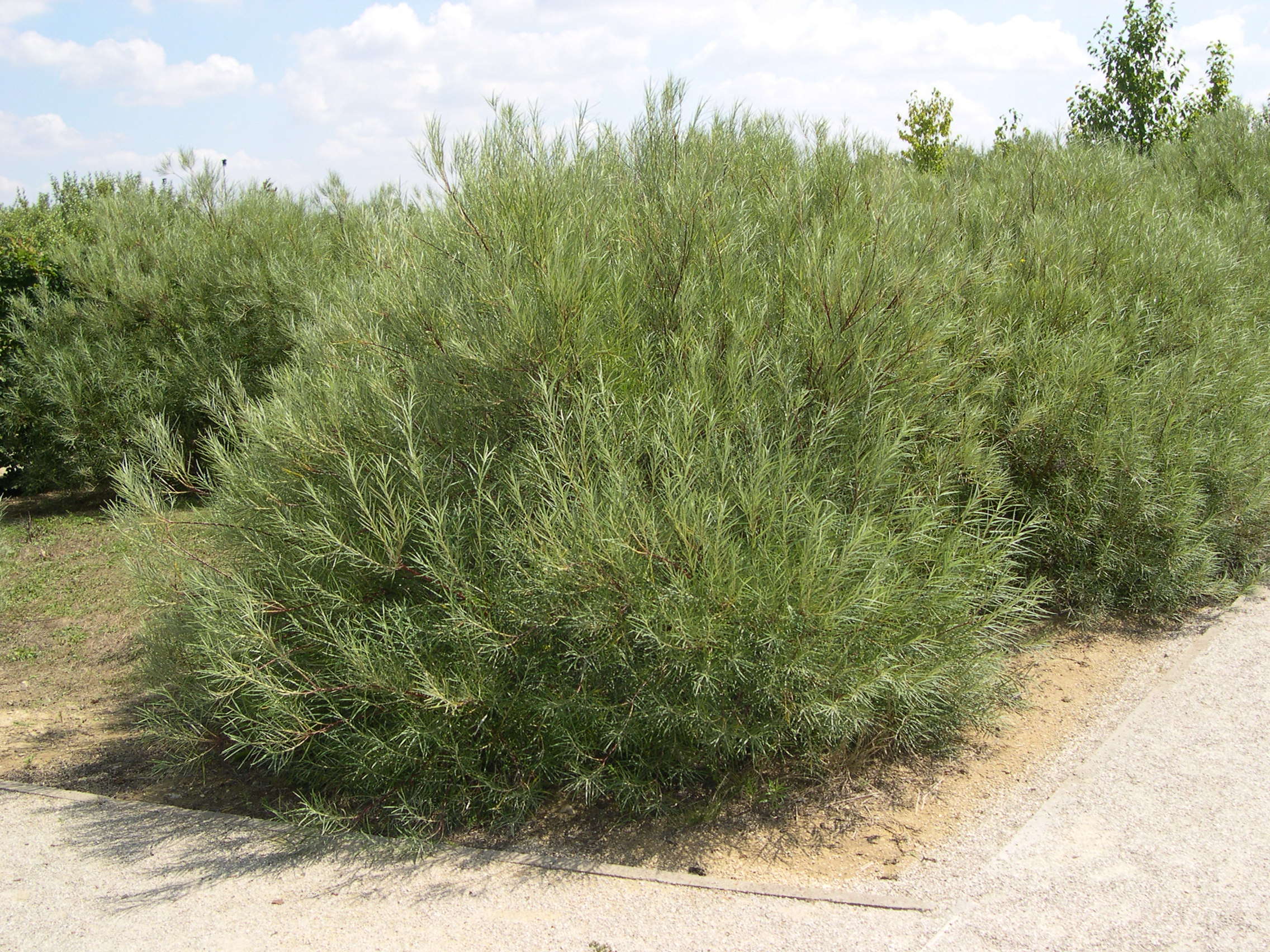 Afficher le média salix_rosmarinifolia1md salix_rosmarinifolia1md