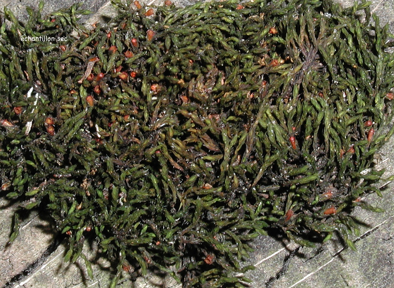 schistidium_apocarpum1md