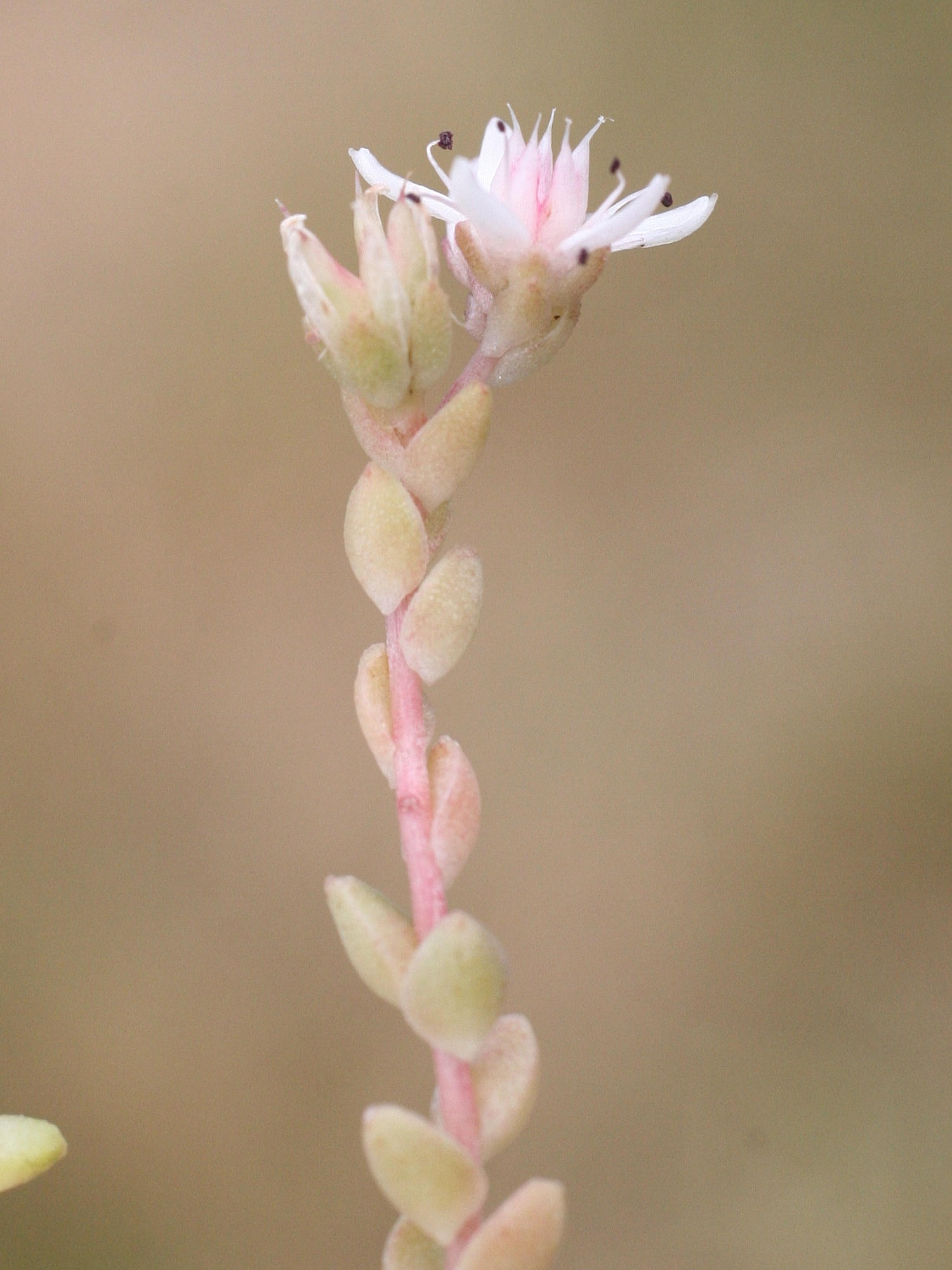 sedum_anglicum3md