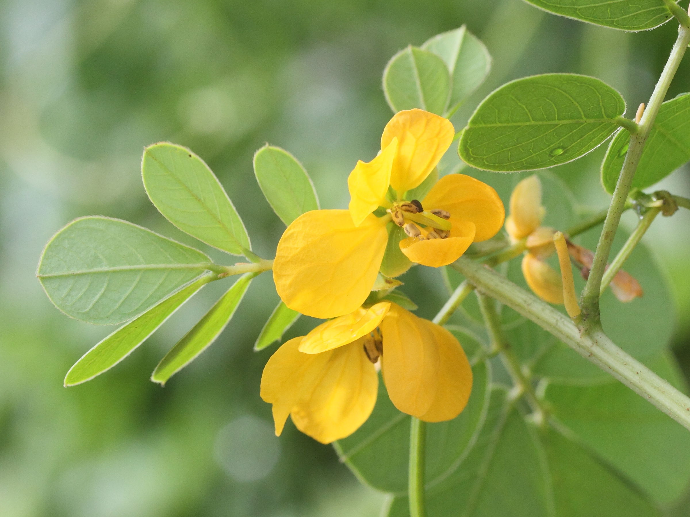 senna_obtusifolia2md