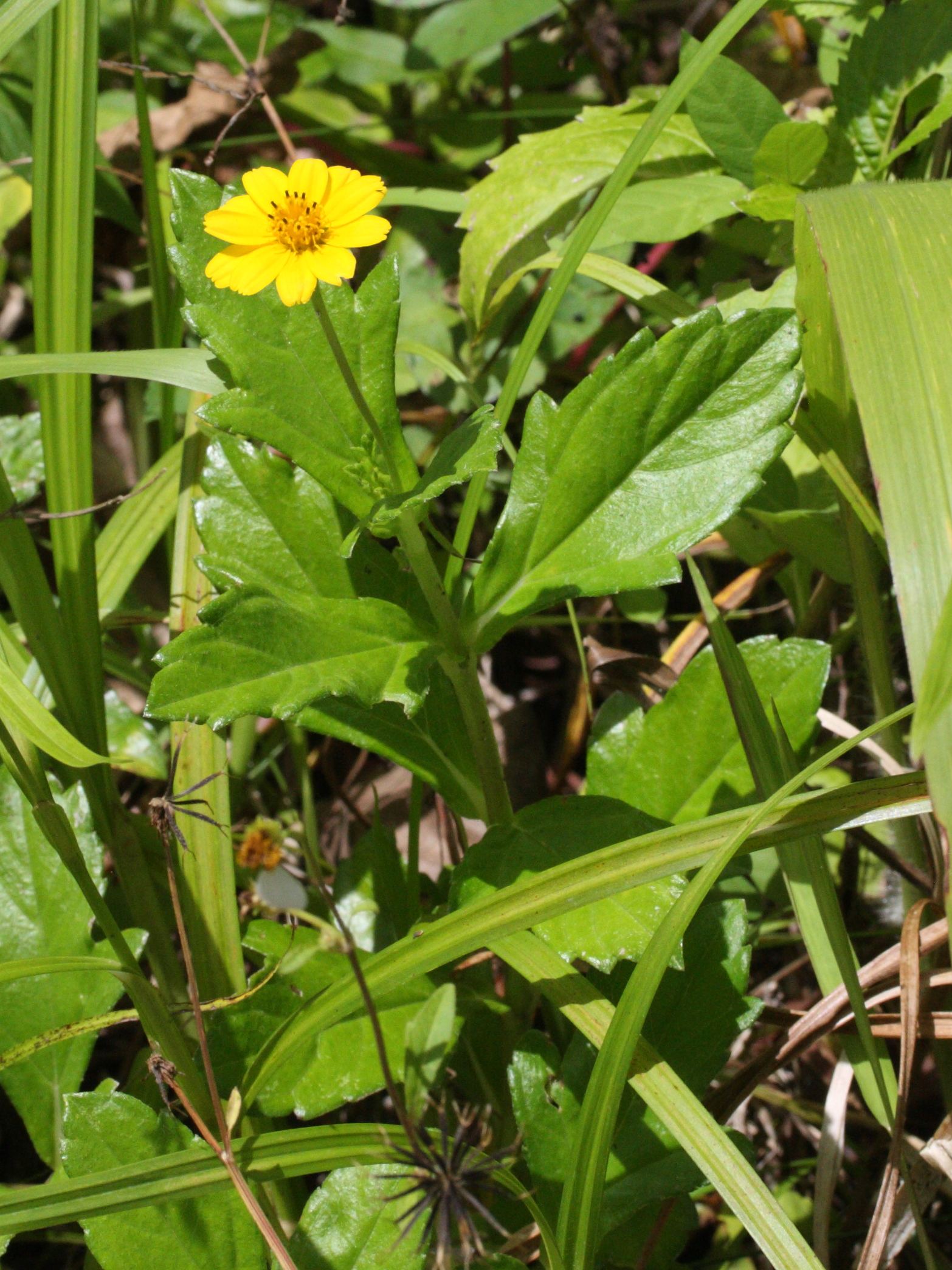 sphagneticola_trilobata5md