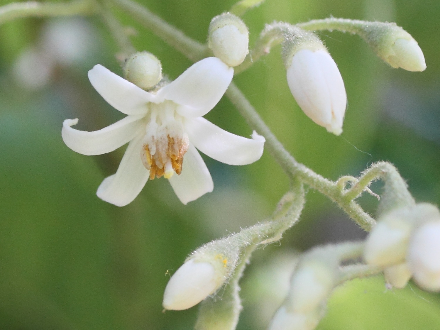 styrax_dasyanthus2md