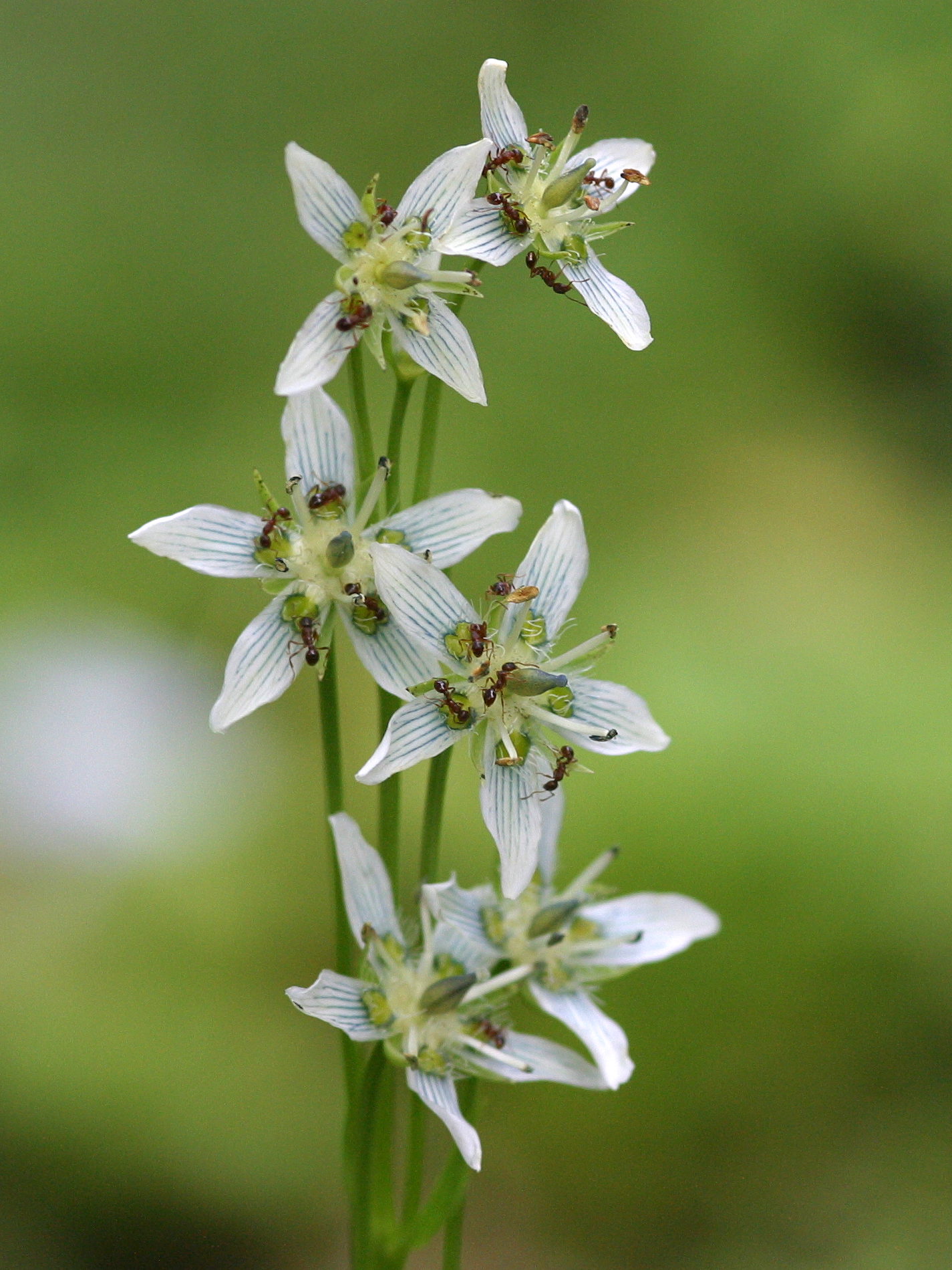 Afficher le média swertia_perennis3md swertia_perennis3md