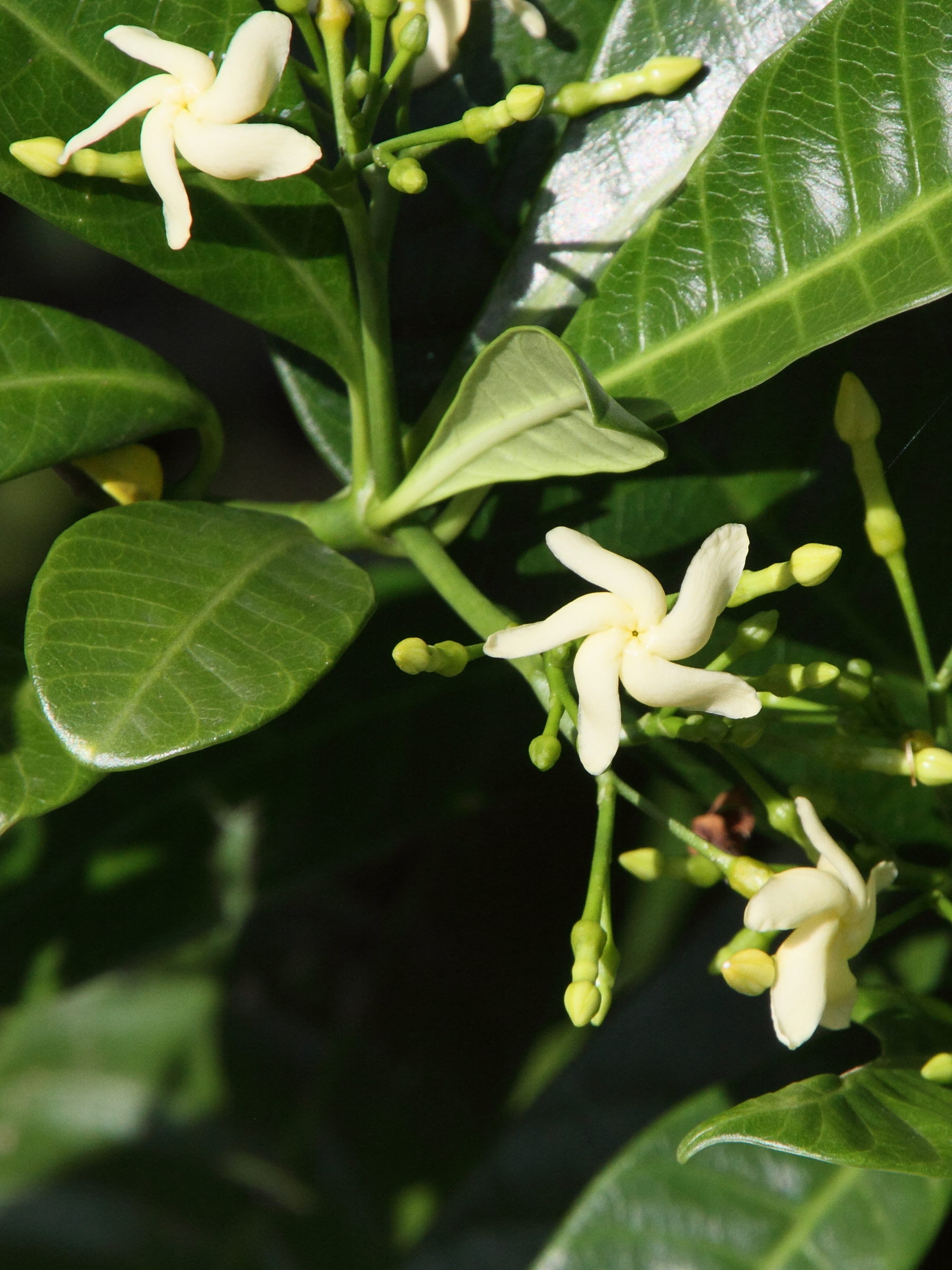 tabernaemontana_alba2md