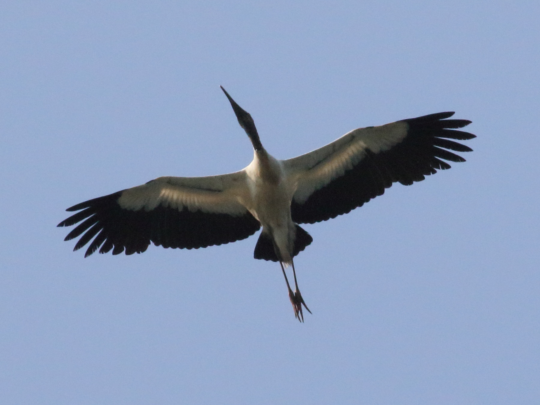 tantale_d-amerique_-_mycteria_americana4bd