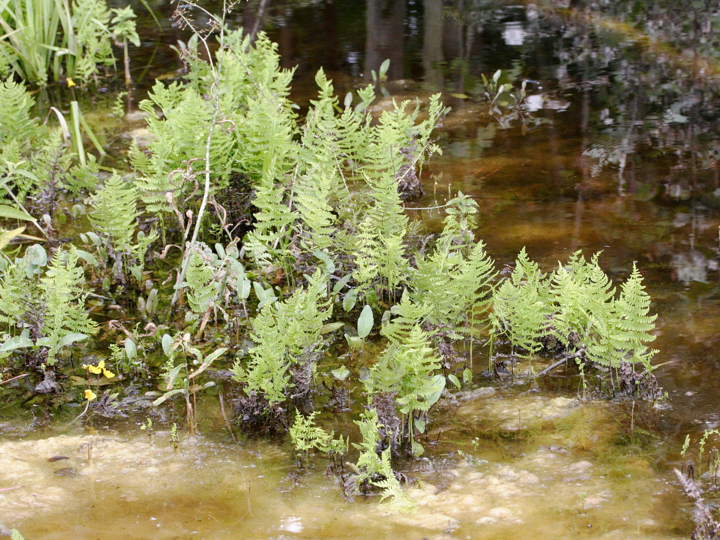 Afficher le média thelypteris_palustris6bmd thelypteris_palustris6bmd