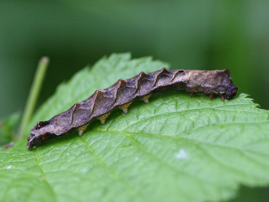 thyatira_batis_ch3bd