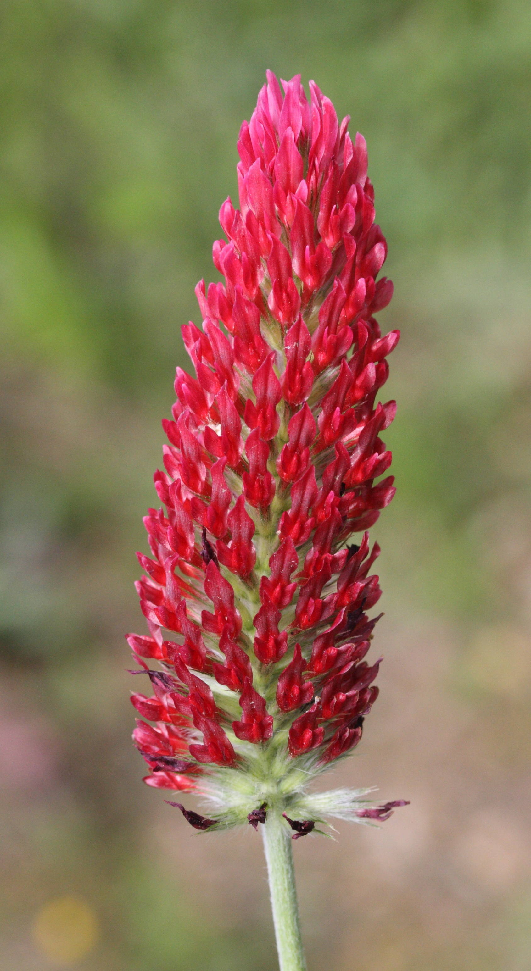 trifolium_incarnatum6md