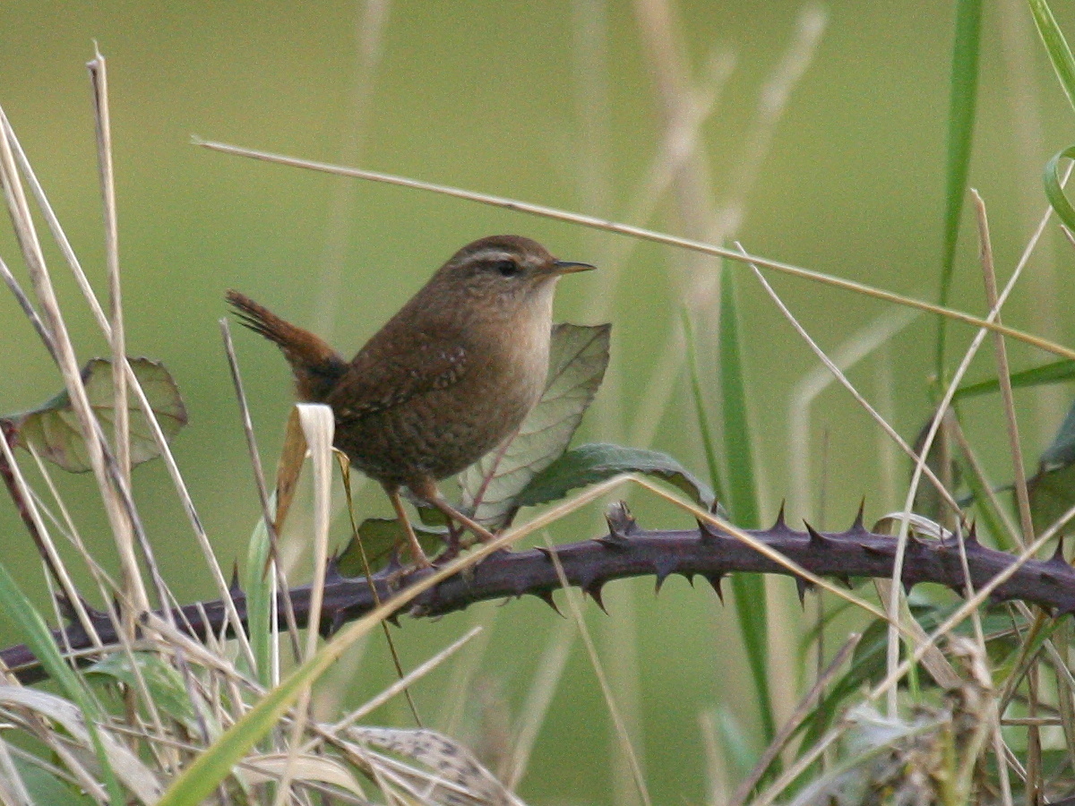 Afficher le média troglodyte_mignon_-_troglodytes_troglodytes4md troglodyte_mignon_-_troglodytes_troglodytes4md