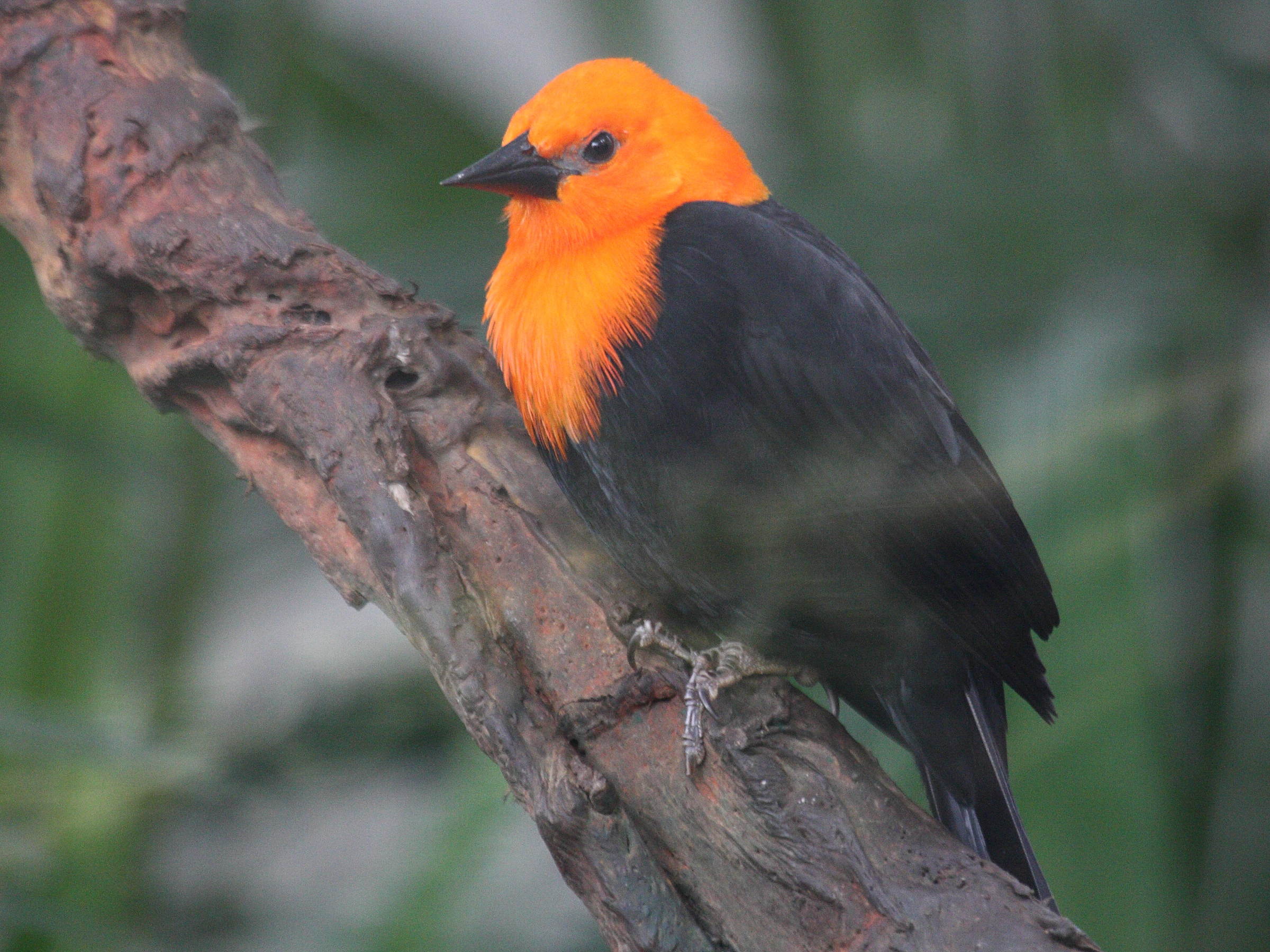 Afficher le média troupiale_a_tete_rouge_-_amblyramphus_holosericeus1bd troupiale_a_tete_rouge_-_amblyramphus_holosericeus1bd