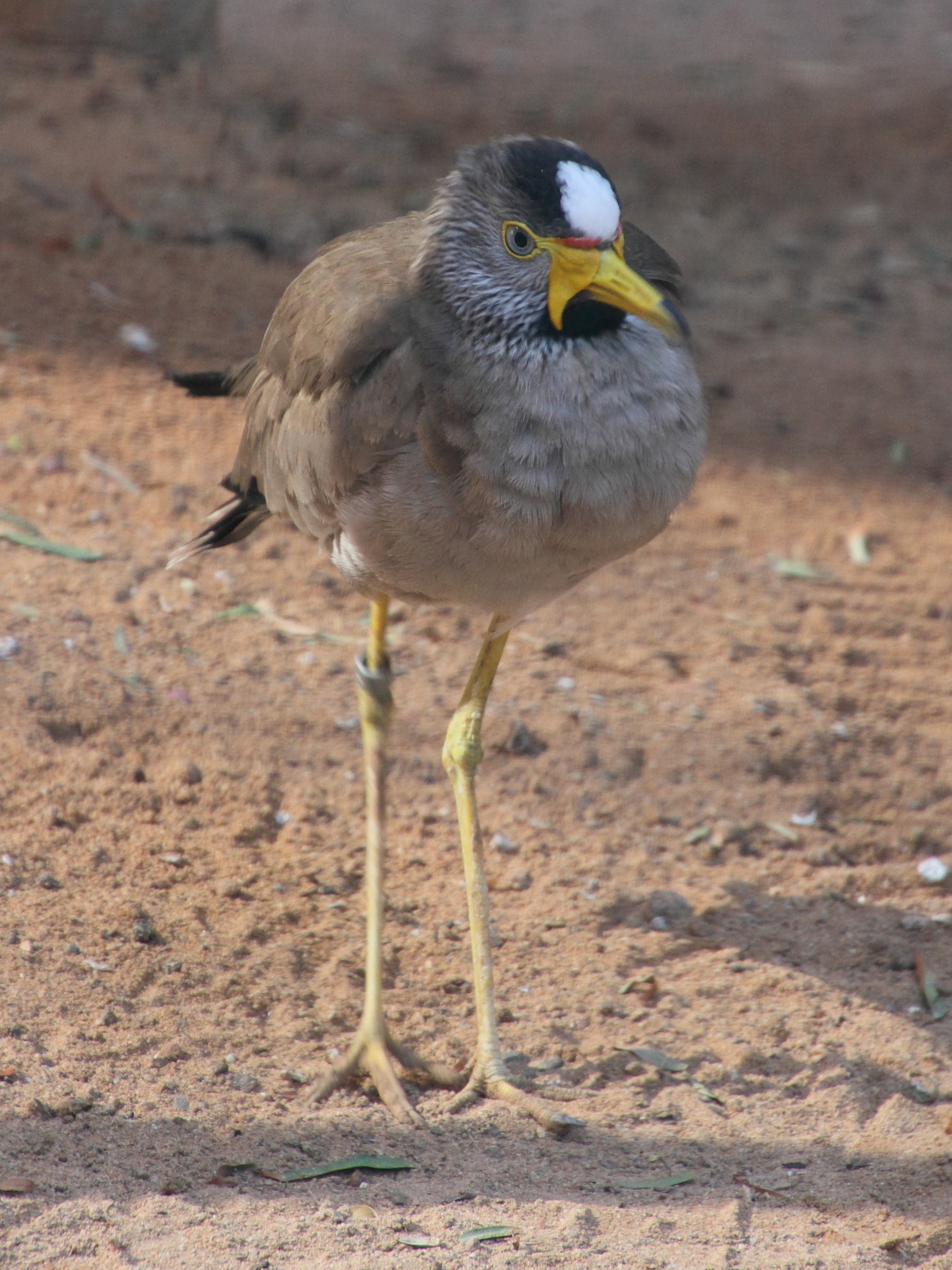 vanneau_du_senegal_-_vanellus_senegallus1md