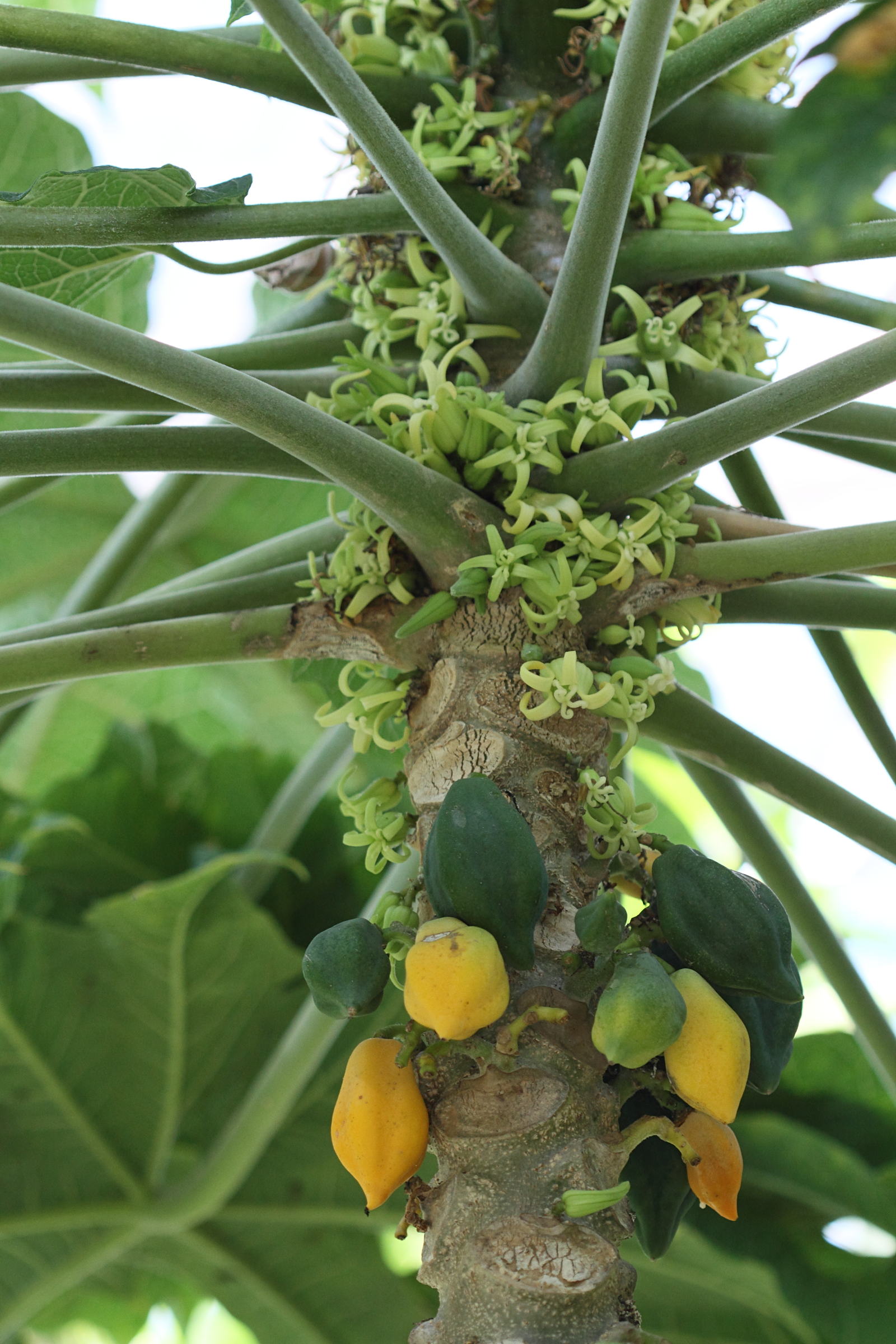 vasconcellea_cundinamarcensis1bd