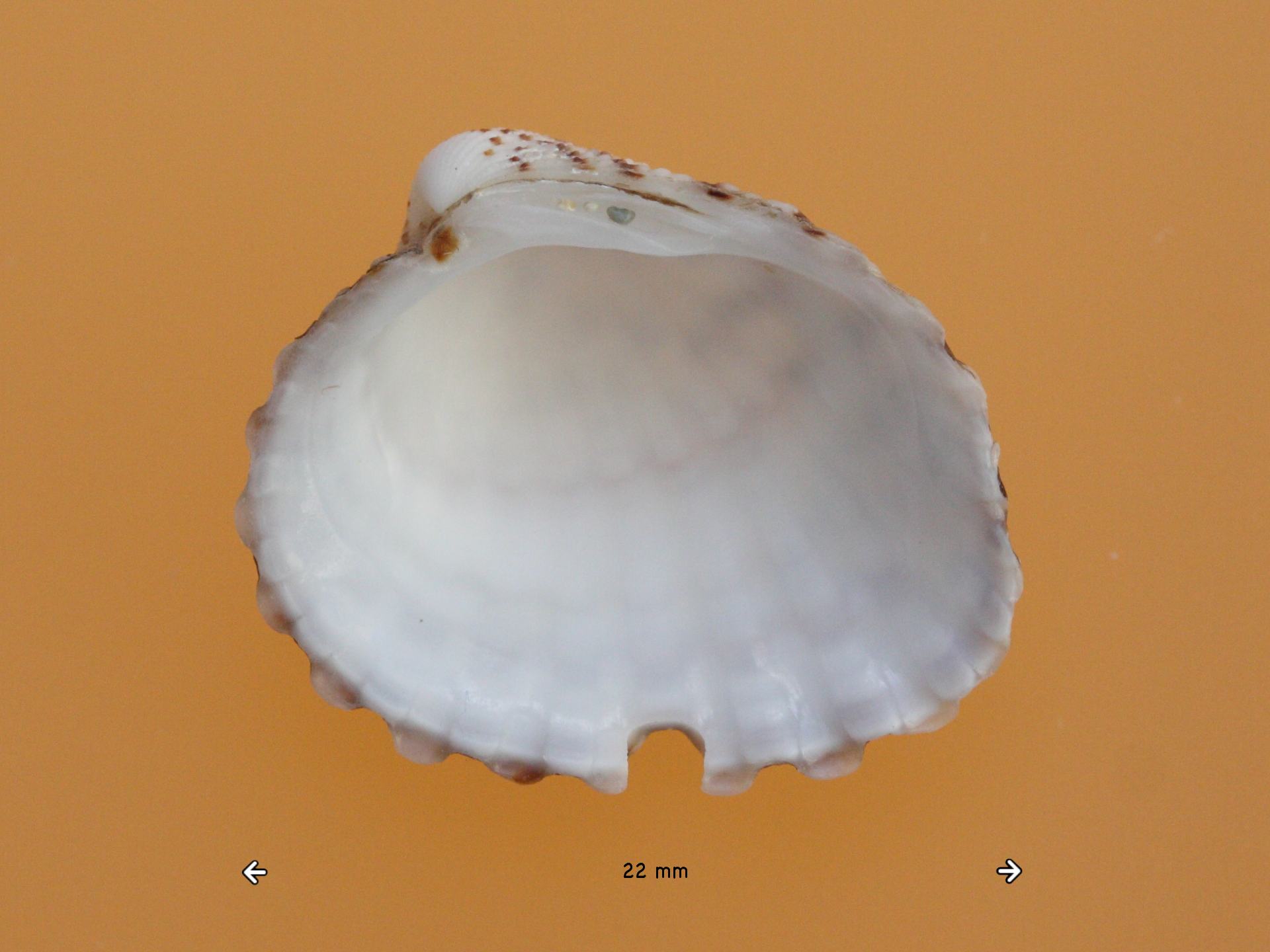 venericardia_antiquata4md