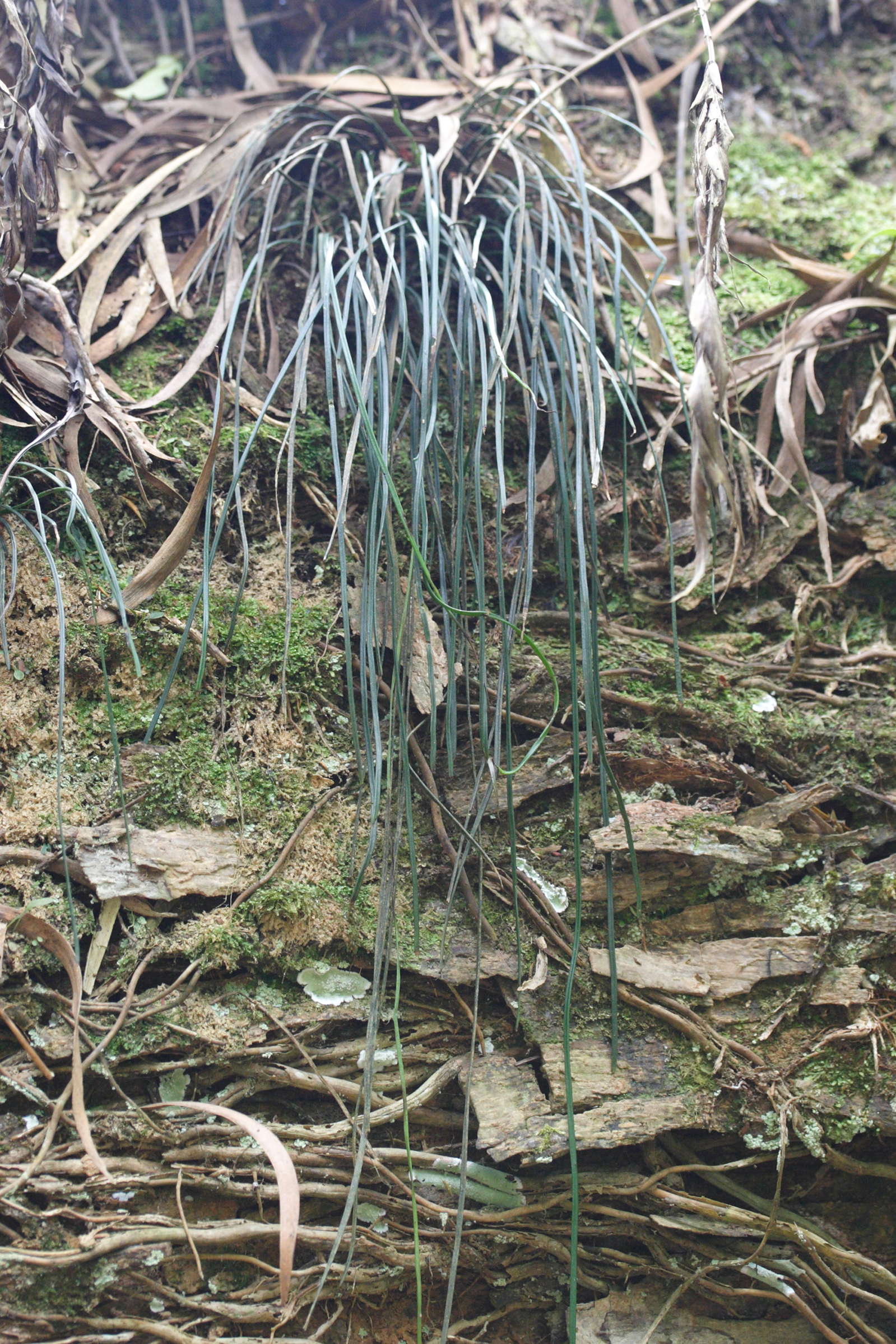 vittaria_isoetifolia1md