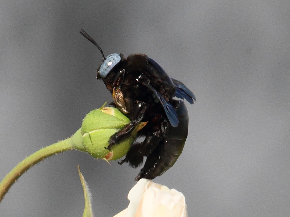 xylocopa_auripennis5bd