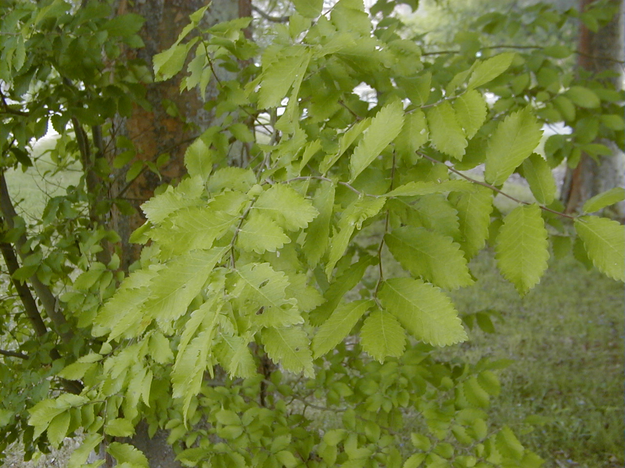 zelkova_carpinifolia2md