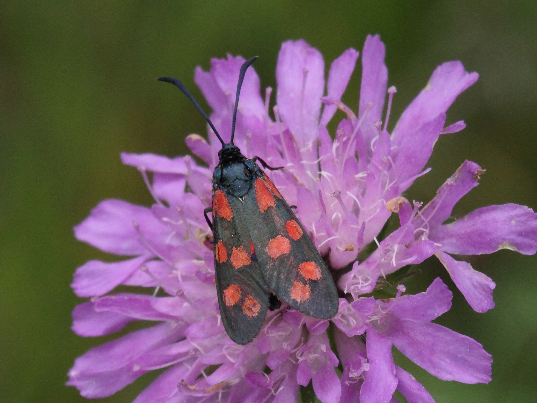 zygaena_filipendulae3bd