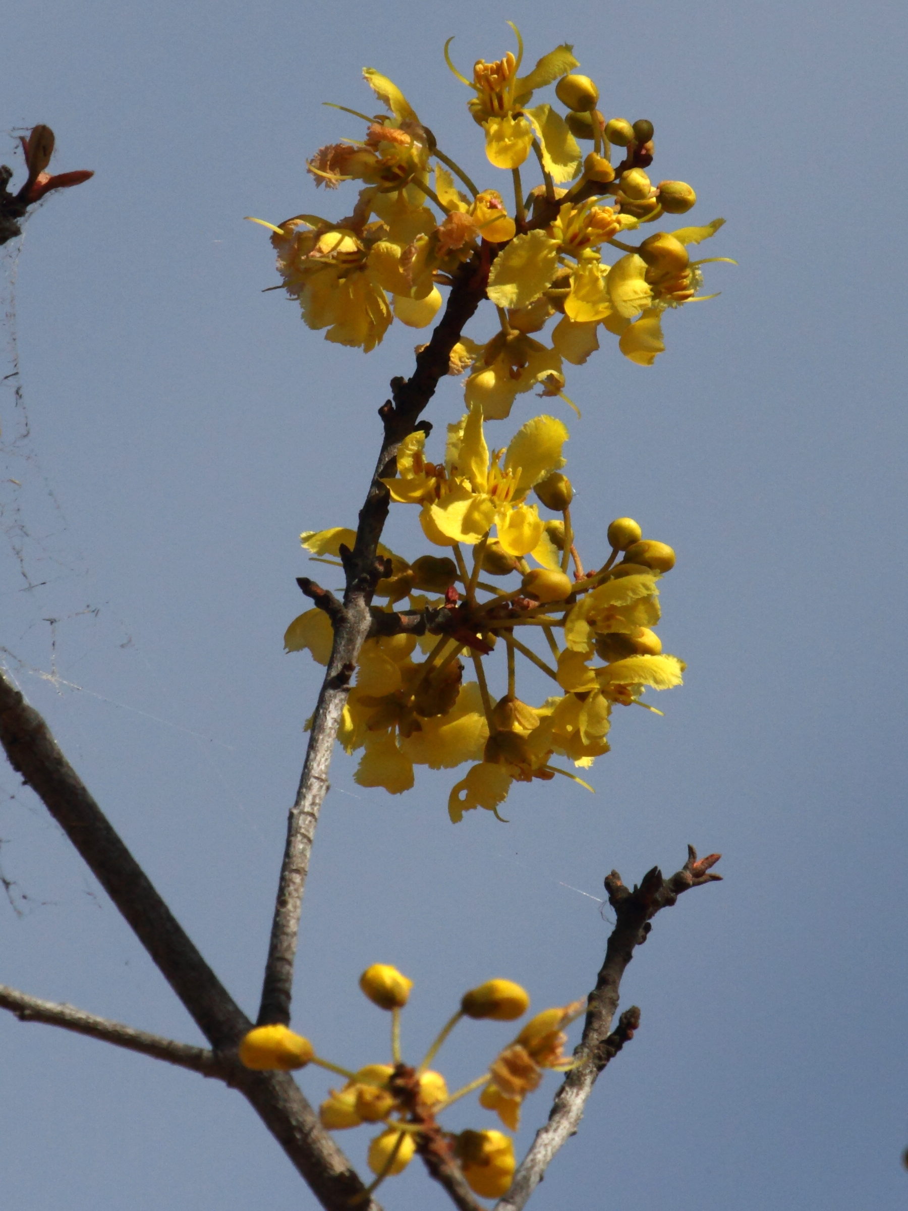 acridocarpus_excelsus2bd