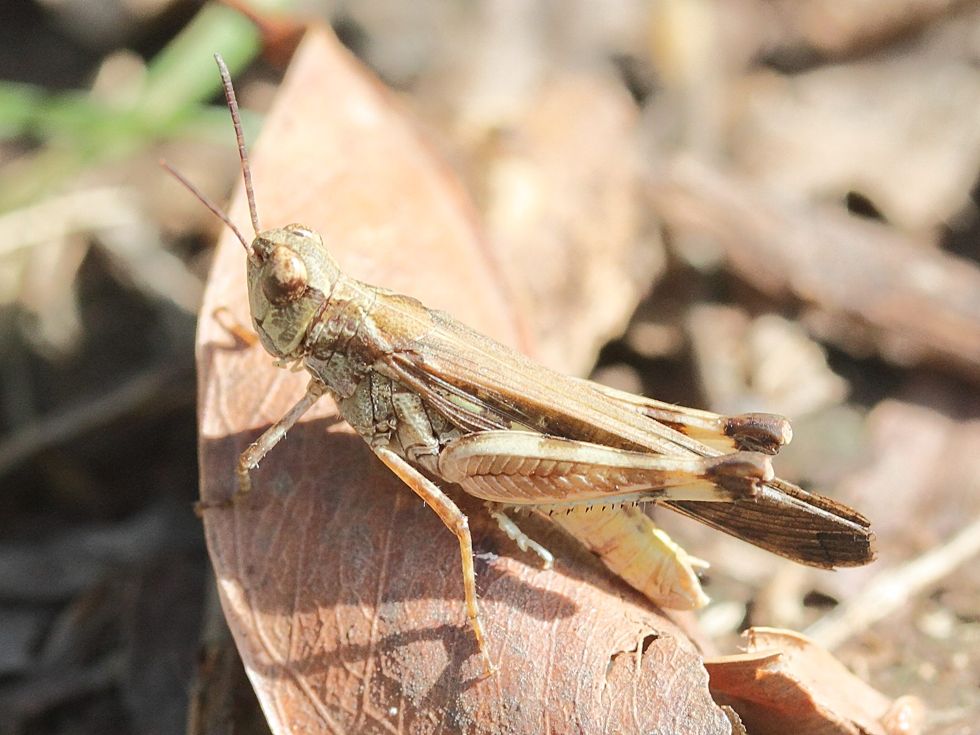 acrotylus_patruelis5md