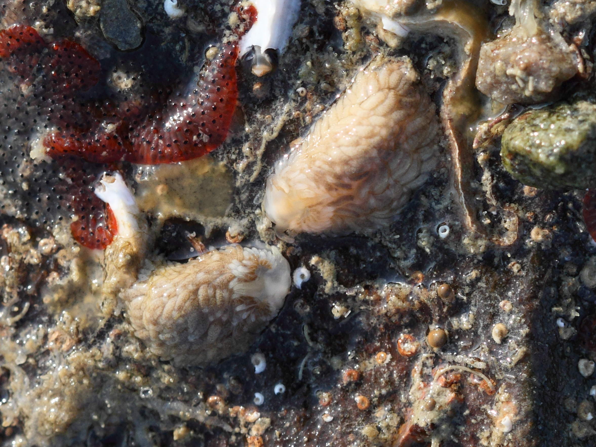 aeolidia_papillosa5bd