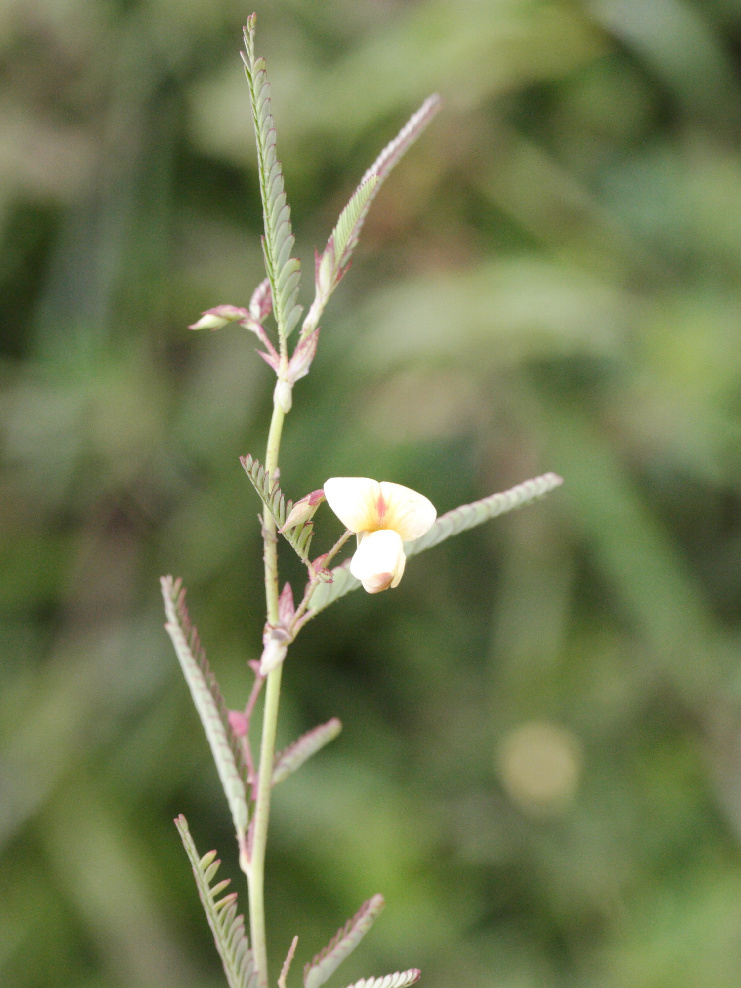 aeschynomene_indica1md