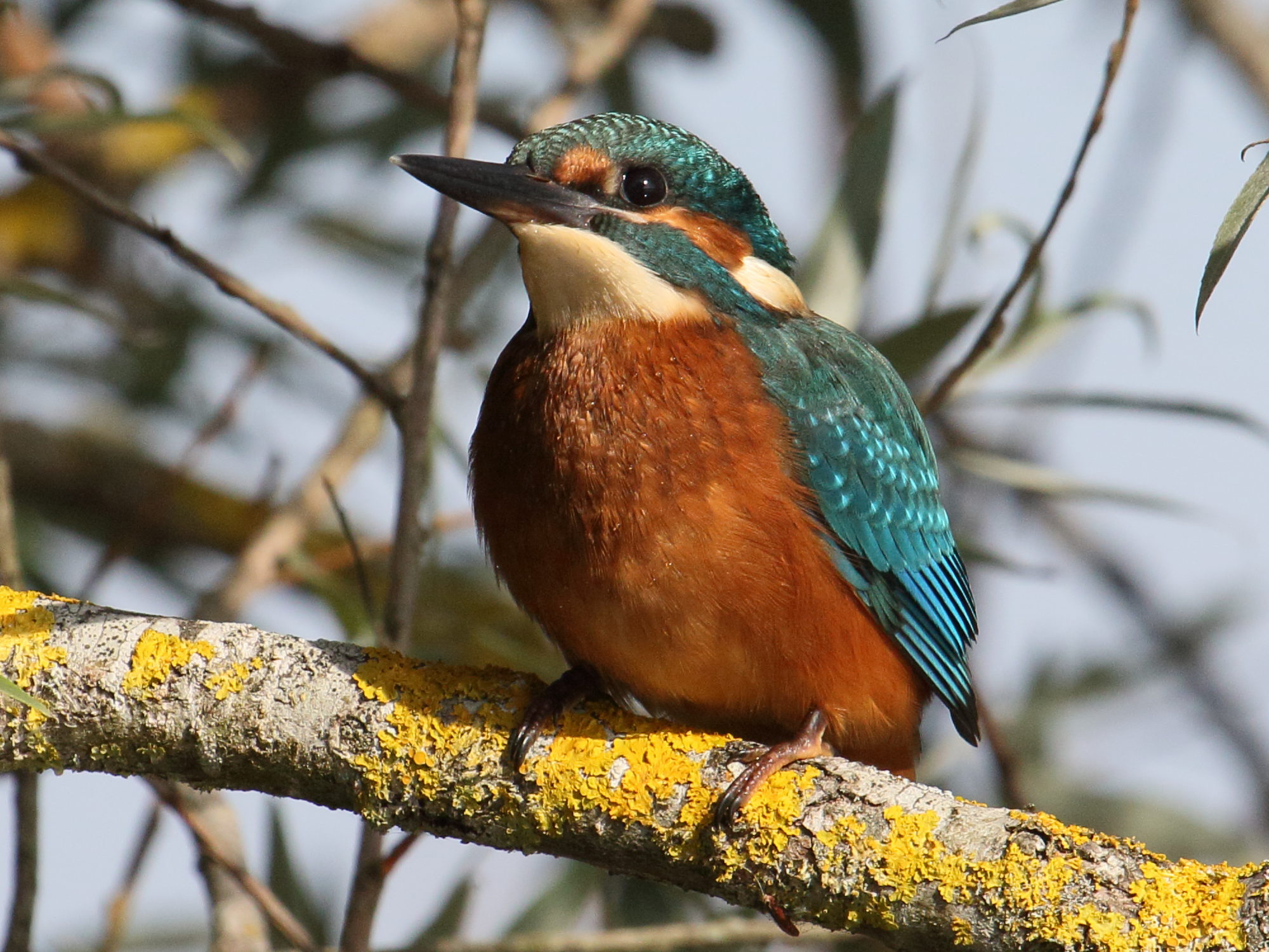 Alcedo_atthis