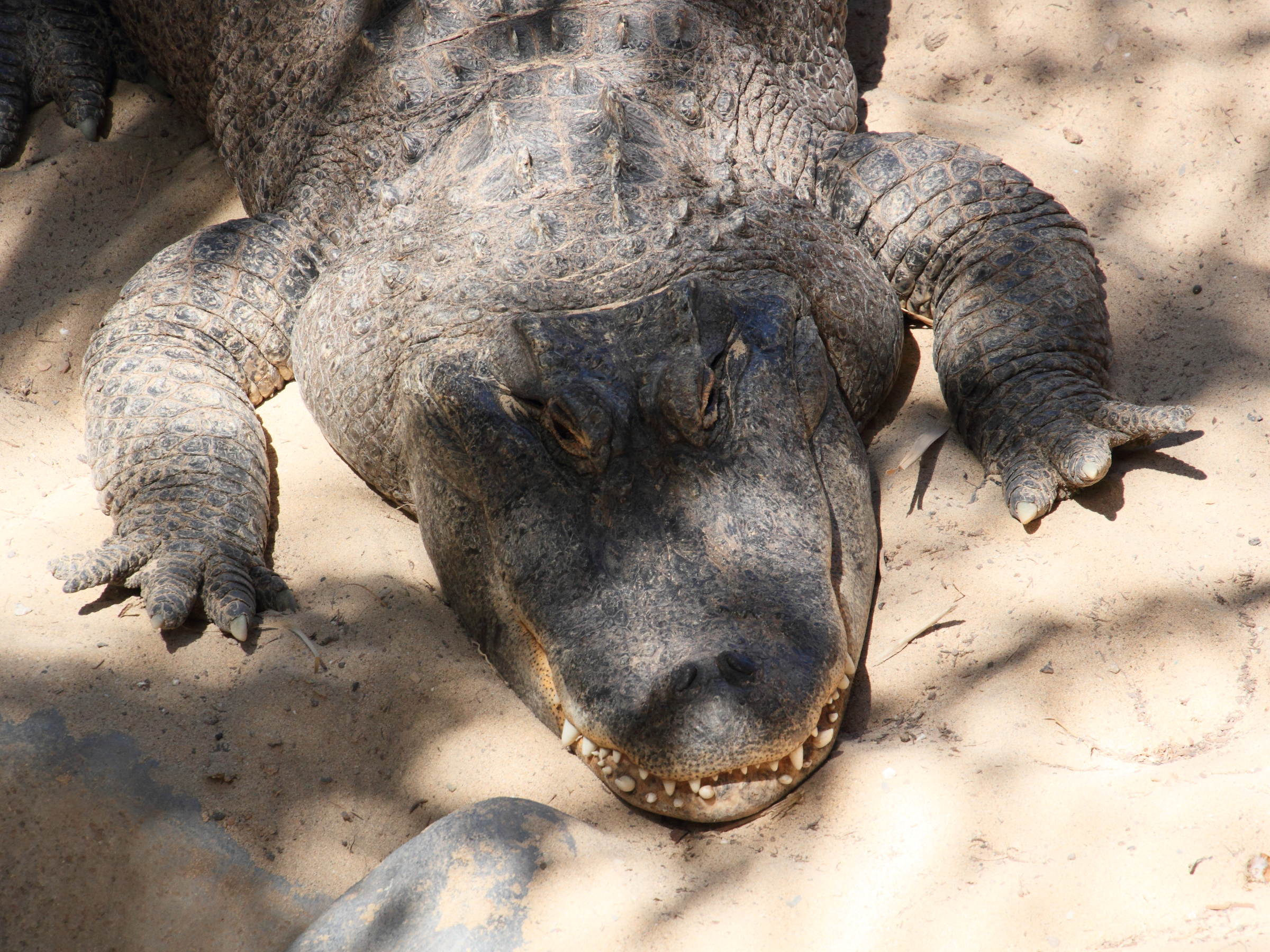 Afficher le média alligator_mississipiensis7md alligator_mississipiensis7md