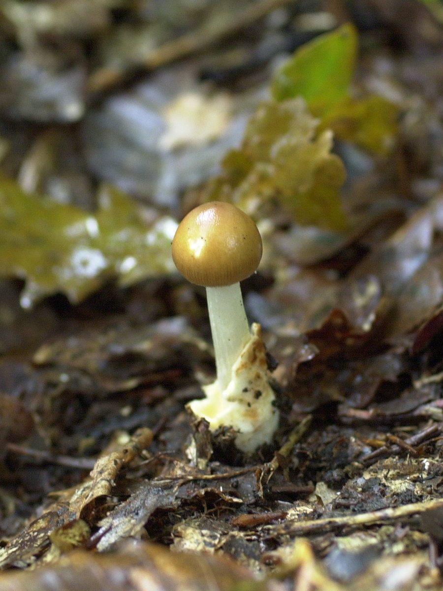 amanita_fulva1md