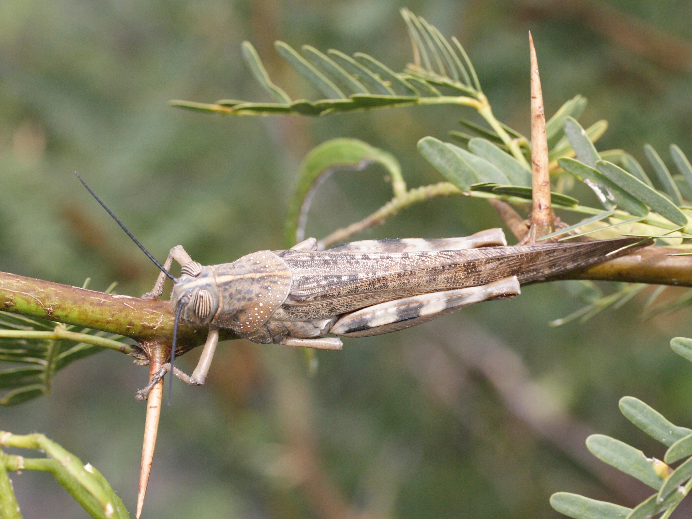 Afficher le média anacridium_melanorhodon_arabafrum4md anacridium_melanorhodon_arabafrum4md