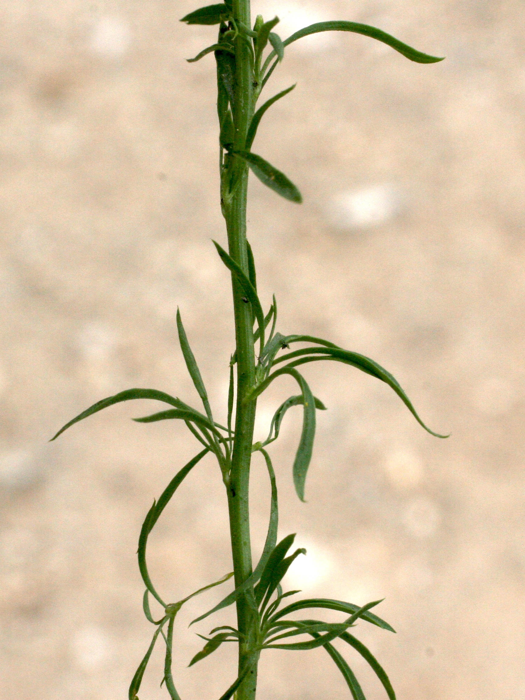 Afficher le média anarrhinum_bellidifolium4md anarrhinum_bellidifolium4md