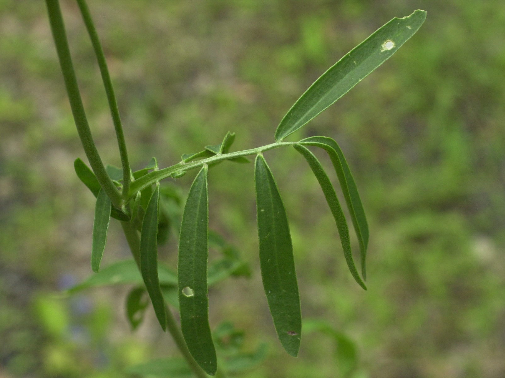 anthyllis_vulneraria4md